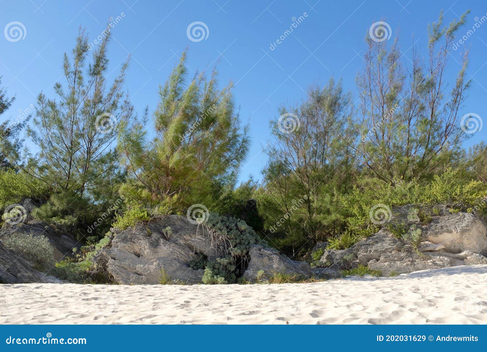 Sandy Shrubs On Back Beach Dune Royalty-Free Stock Image ...