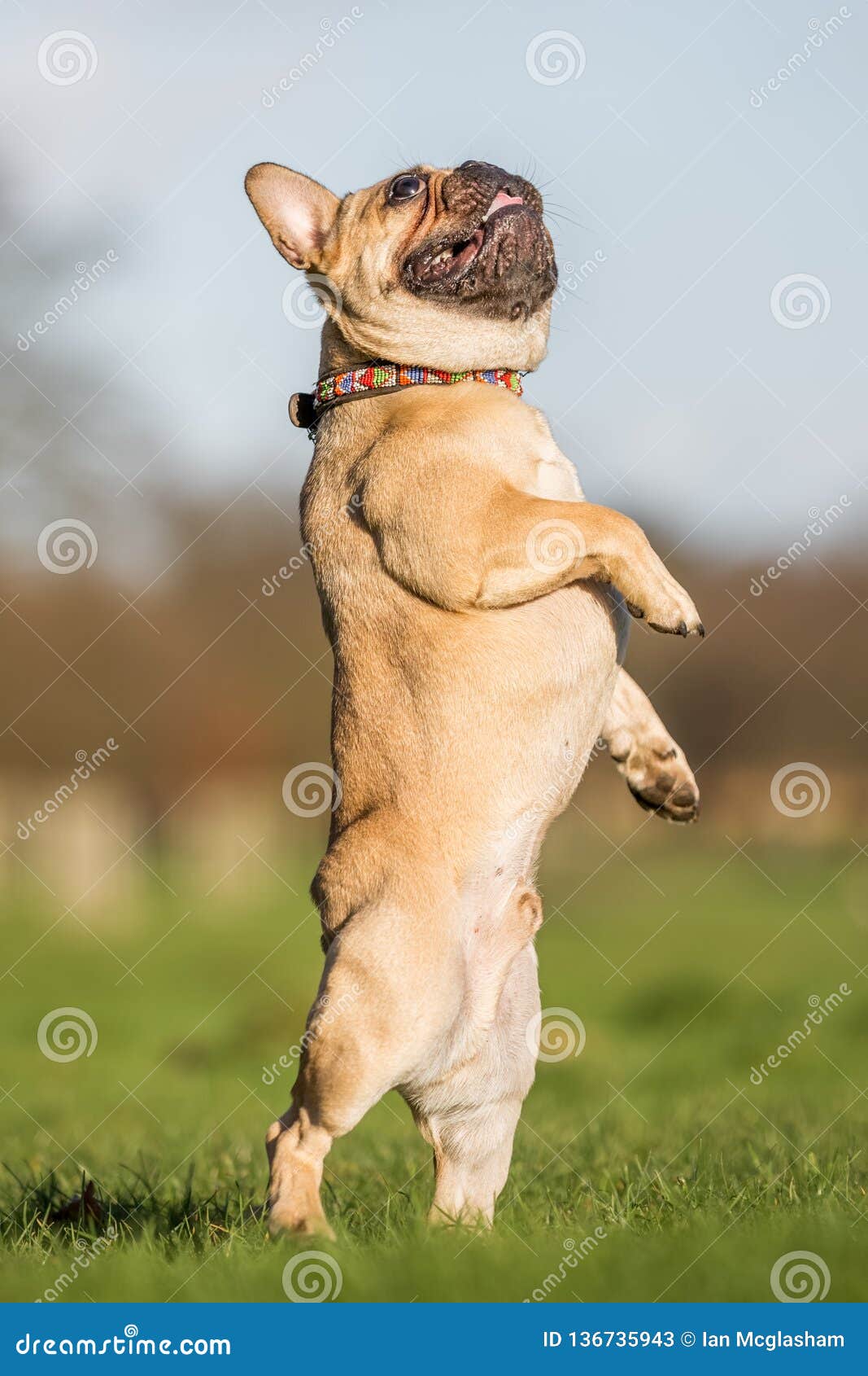 A Sandy French Bulldog Standing On Its Back Legs Stock