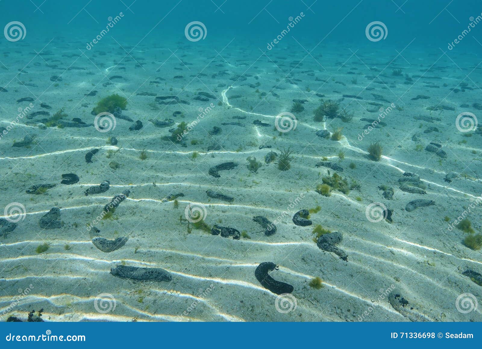 Sandy Ocean Floor With Many Sea Cucumbers Stock Photo Image Of