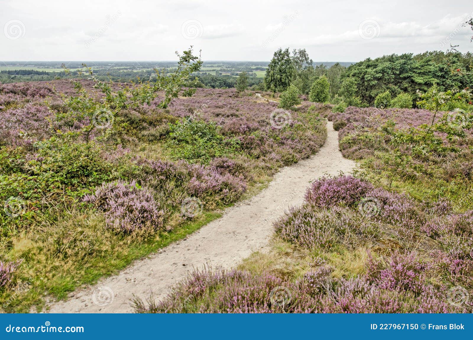 Path I between Heath Fields Stock Photo Image of europe, bush 227967150