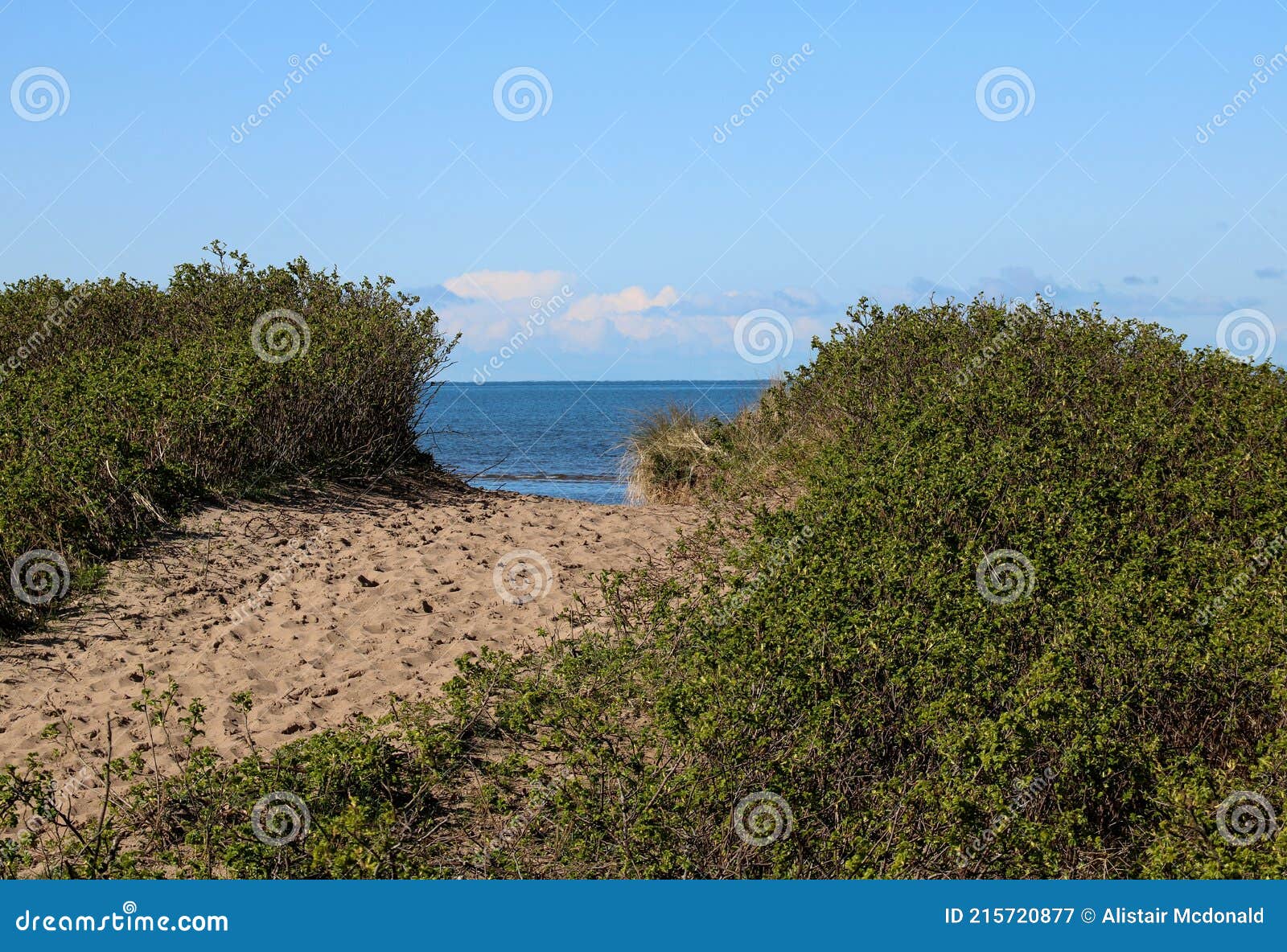 Sandy Pathway through Coastal Greenery To the Beach Stock Image Image