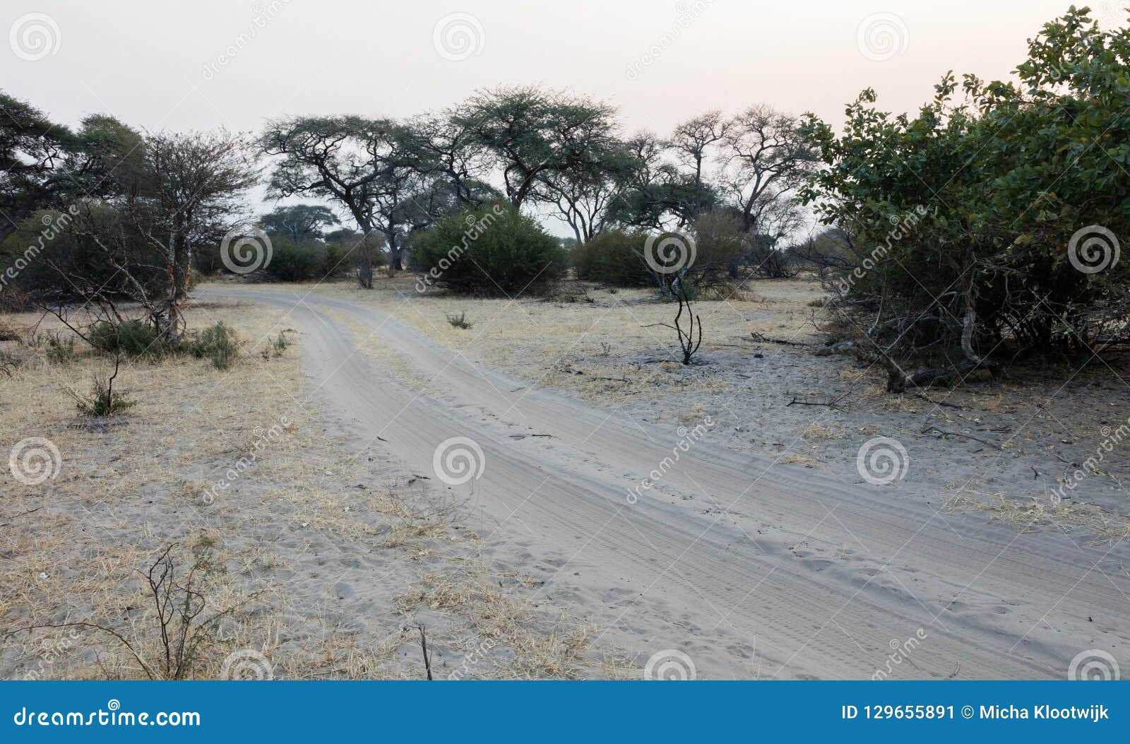 Sandy road in Botswana stock image. Image of dark, safari 129655891