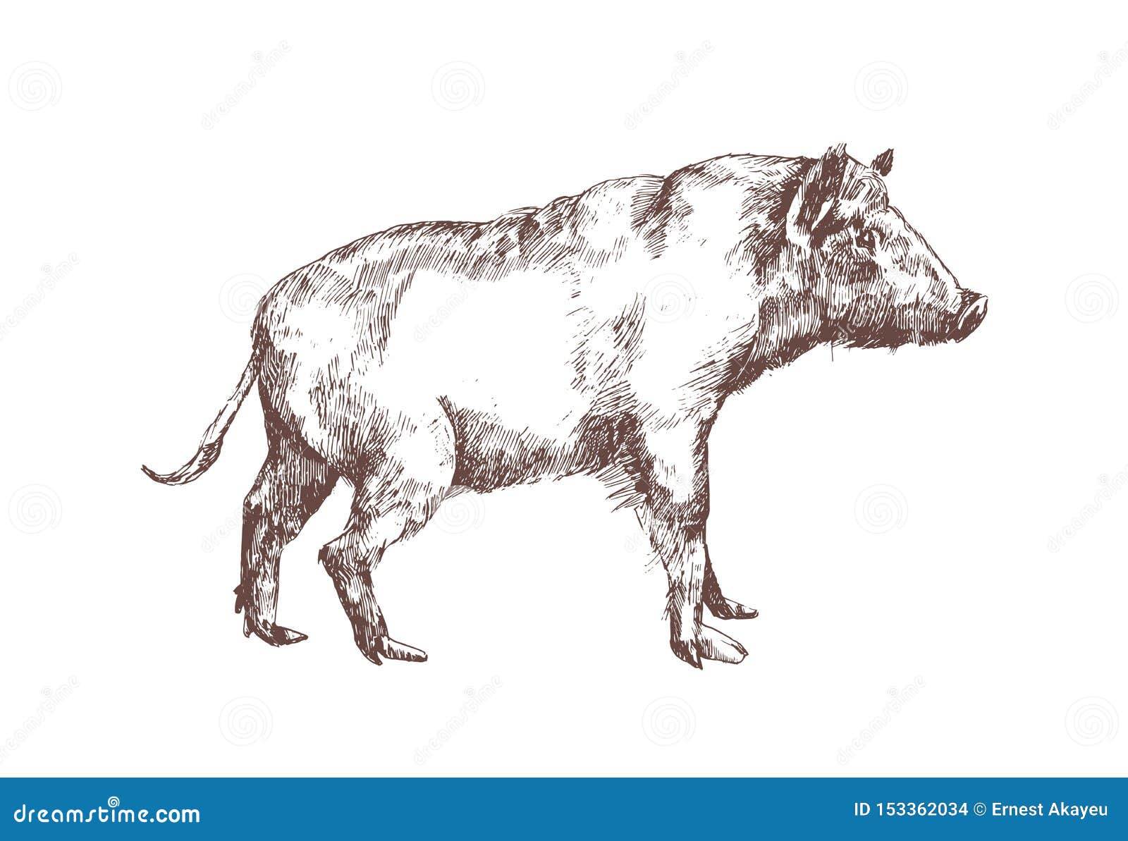 Sanglier Porcs Ou Porc Tires Par La Main Avec Des Courbes De Niveau Sur Le Fond Blanc Dessin Monochrome Elegant D Animal De Suid Illustration De Vecteur Illustration Du Woodcut Forme