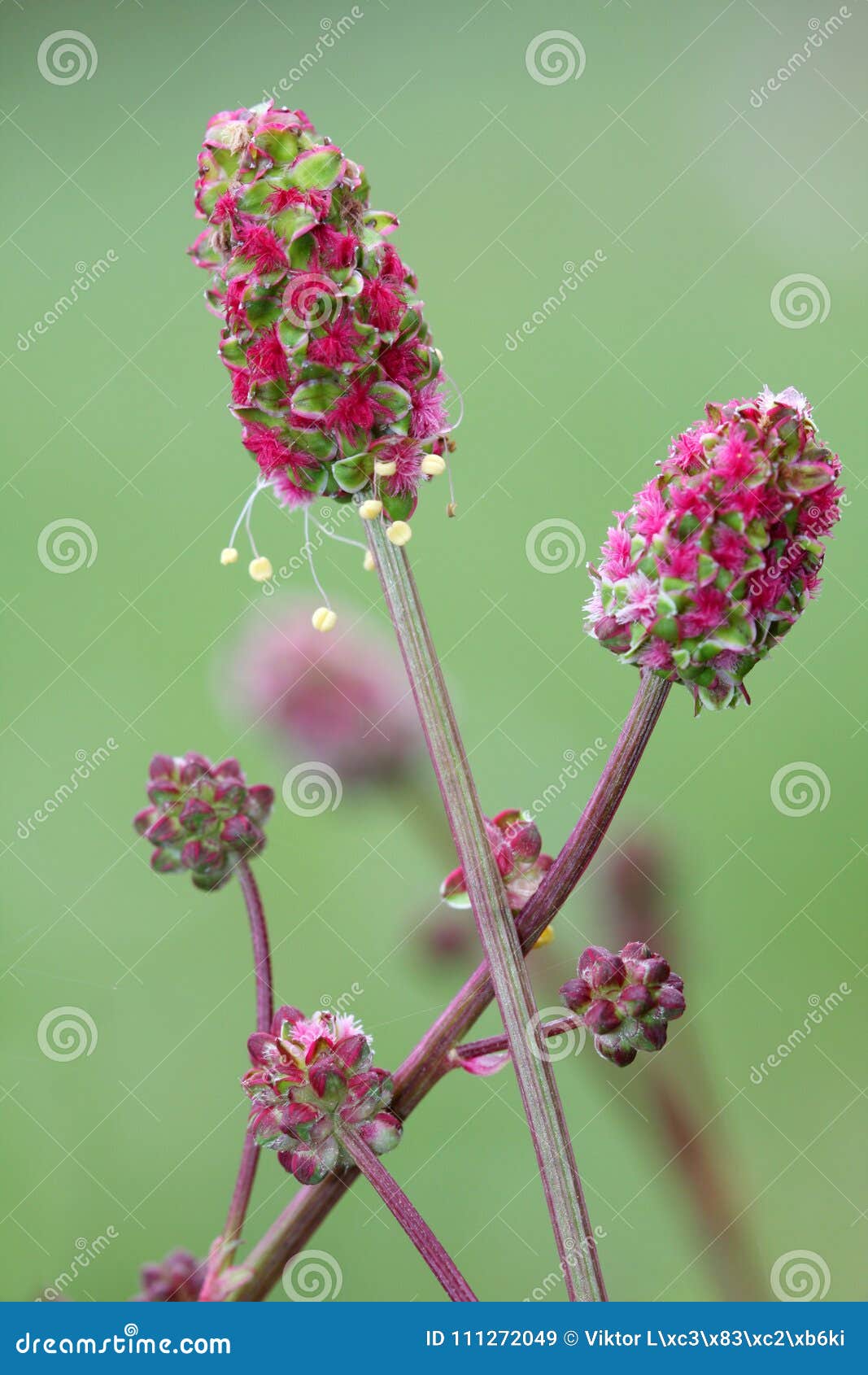sanguisorba minor, the salad burnet, garden burnet, small burnet, burnet, is a plant in the family rosaceae that is
