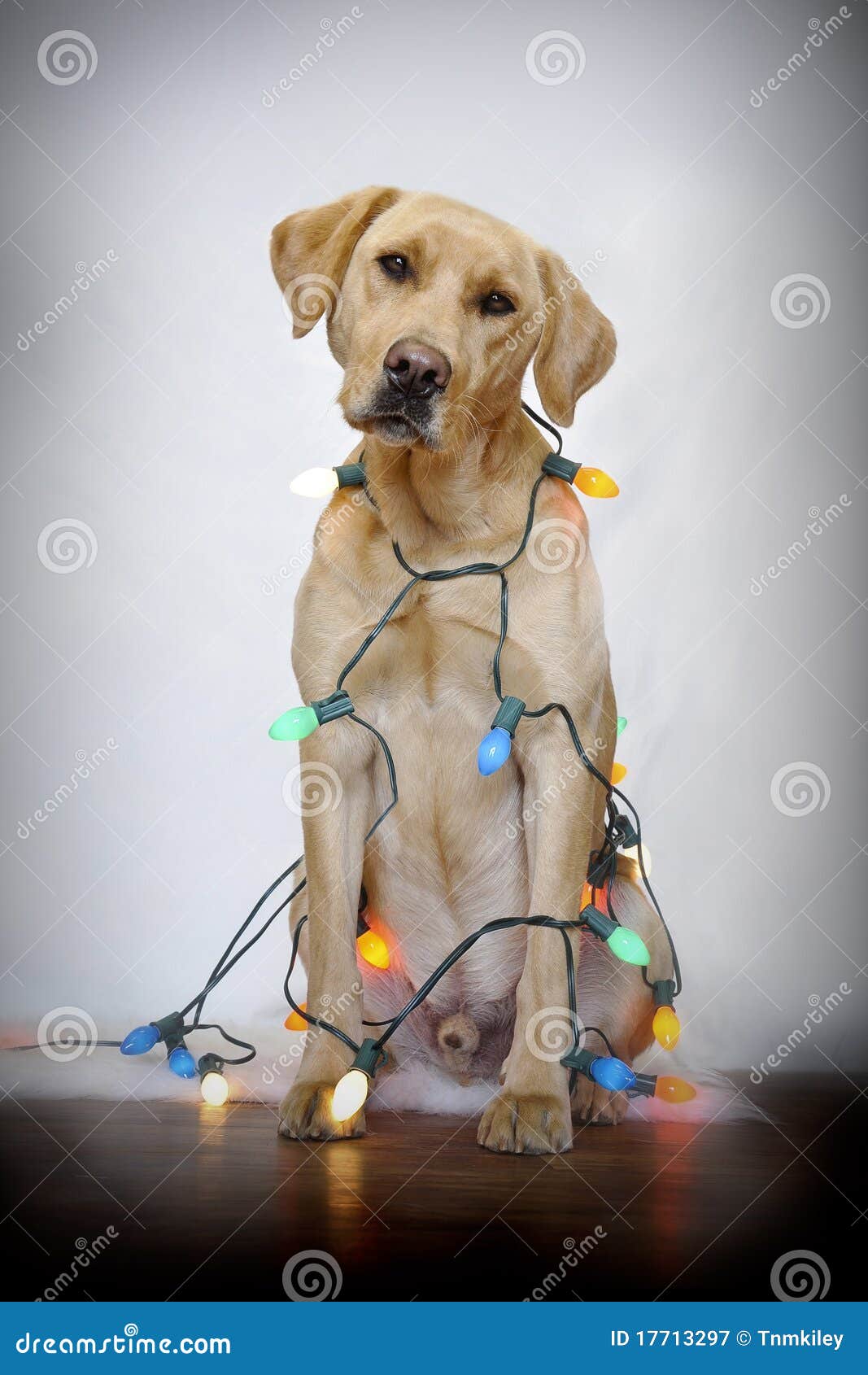 SanktHund stockbild. Bild von blicke, komisch, dekorationen 17713297