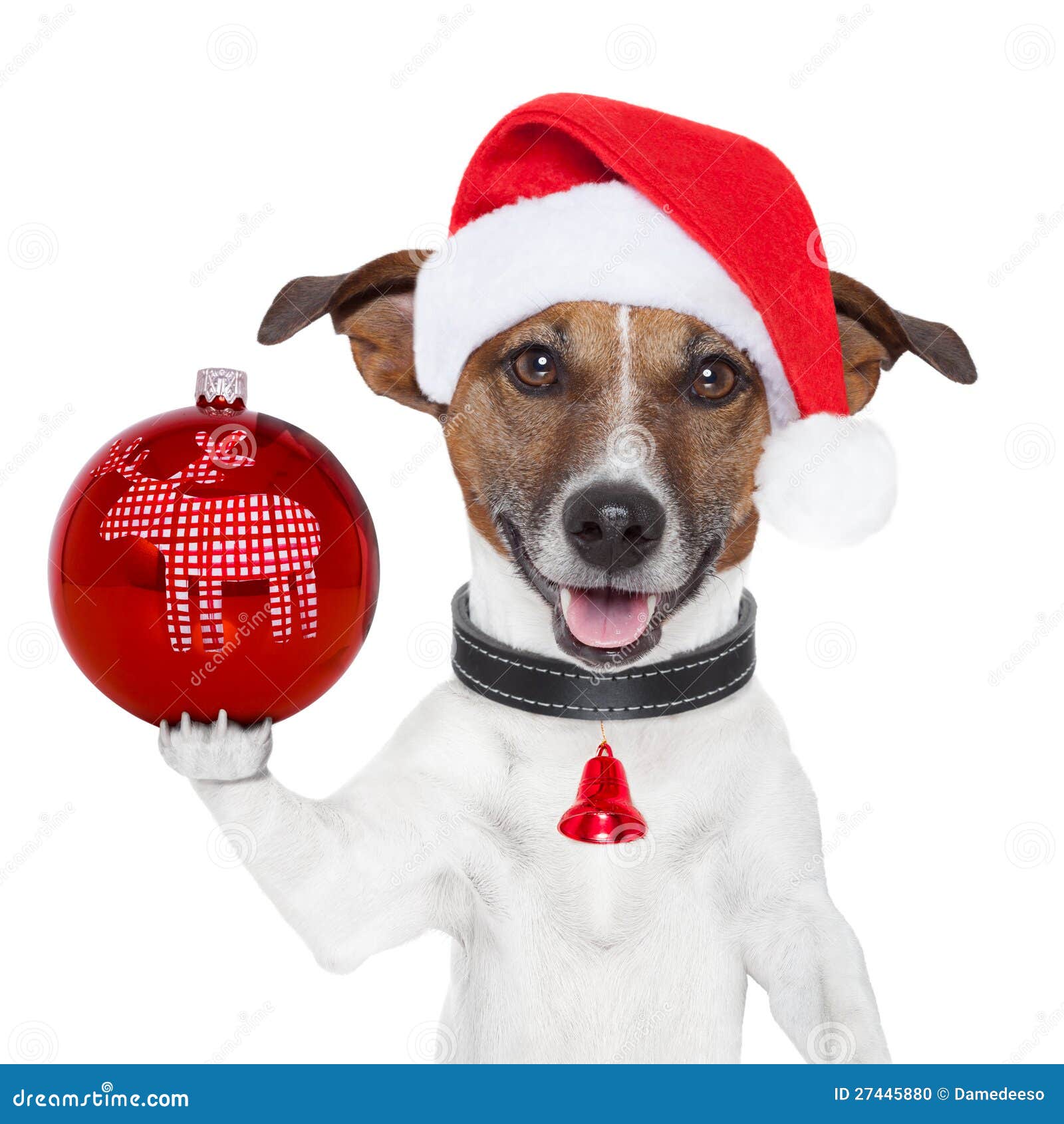 SanktHund Mit Weihnachtskugel Auf Tatze Stockfoto Bild von stimmung