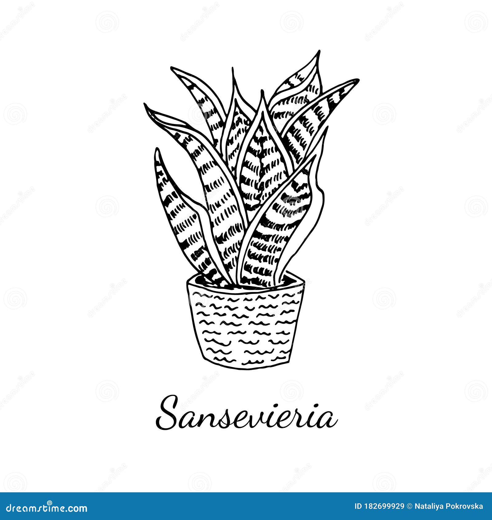 sansevieria home plant pot isolated white background vector sketch illustration realistic style accessory house 182699929