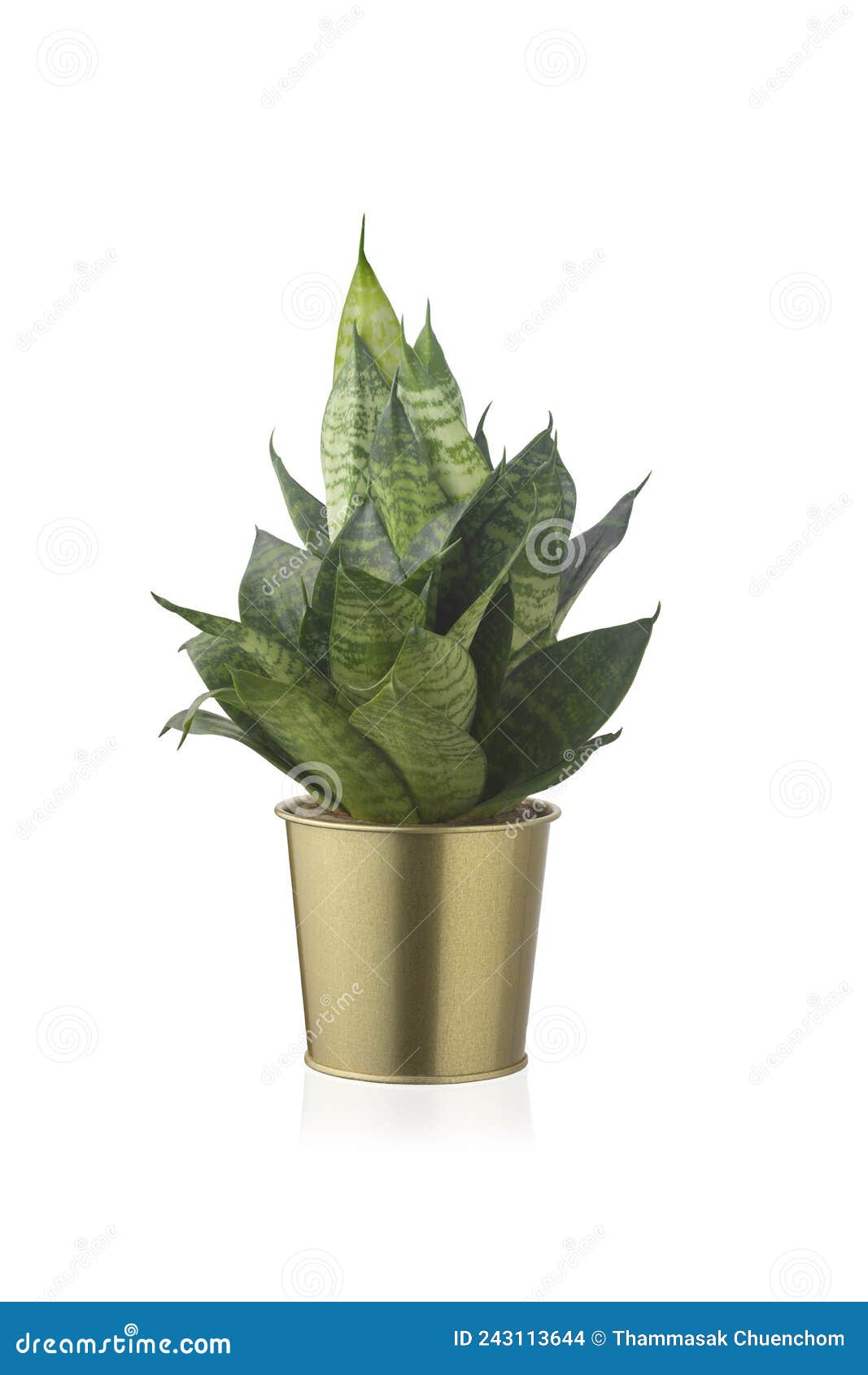 sansevieria trifasciata hahnii or snakeplant in gold shiny metal pot