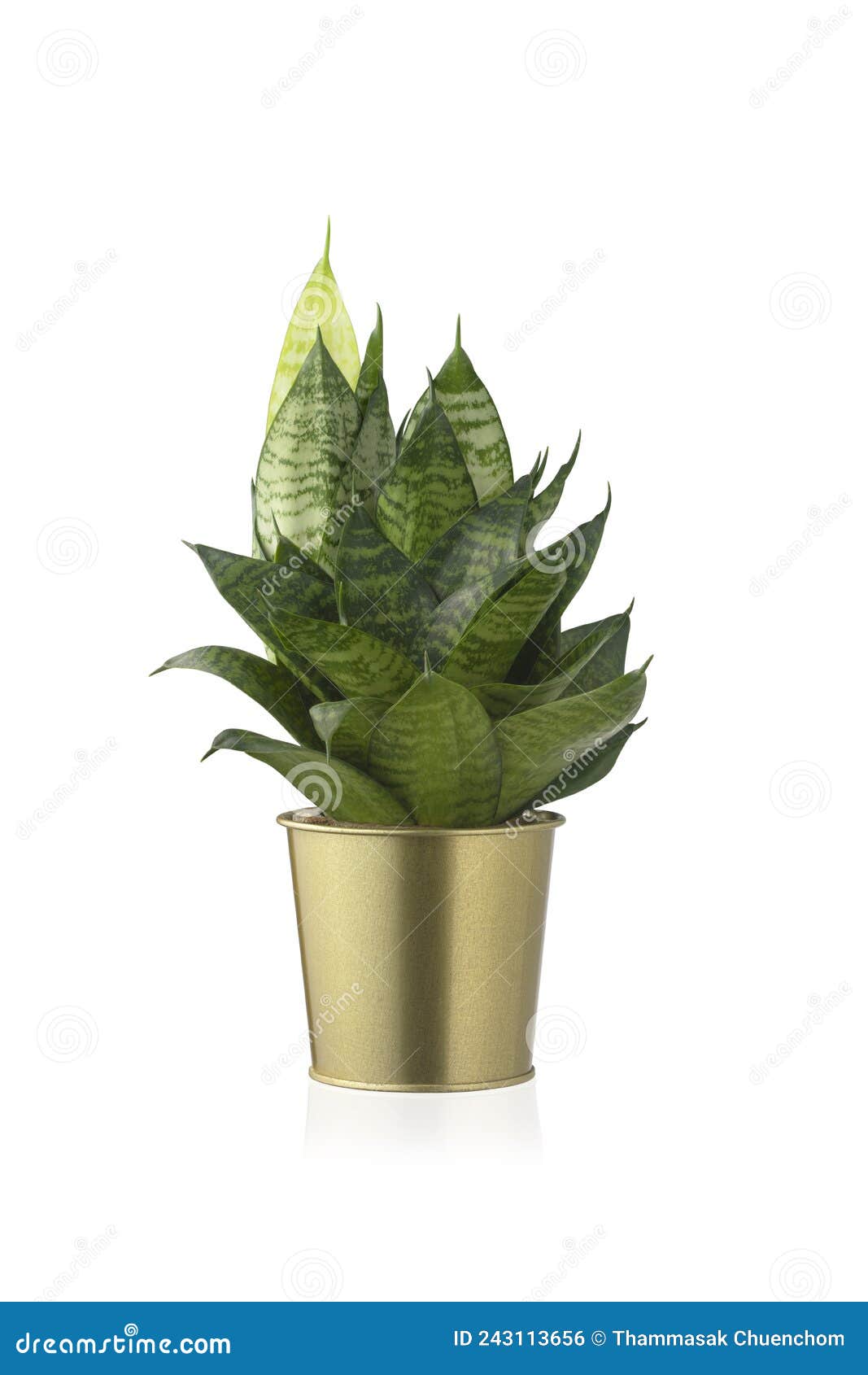 sansevieria trifasciata hahnii or snakeplant in gold shiny metal pot