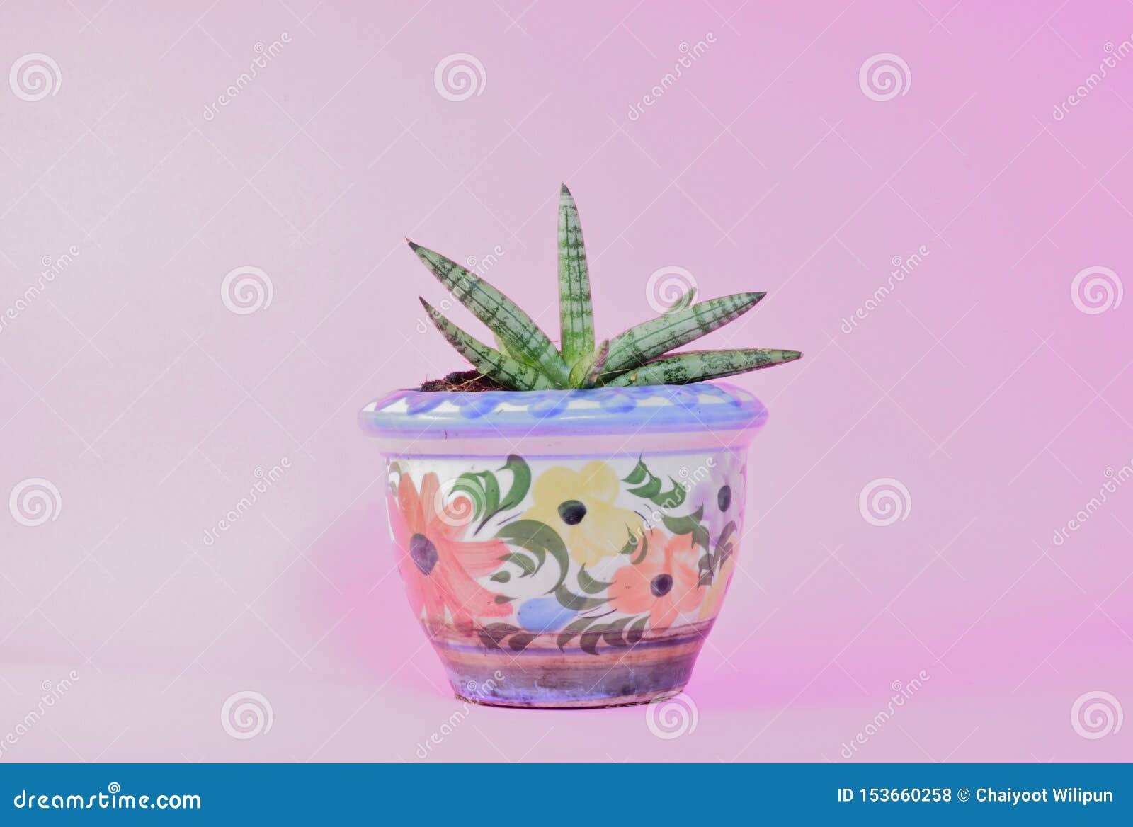 Sansevieria Stock Photo - Image of fresh, botanical: 153660258 Sansevieria Stock Photo - Image of fresh, botanical: 153660258
