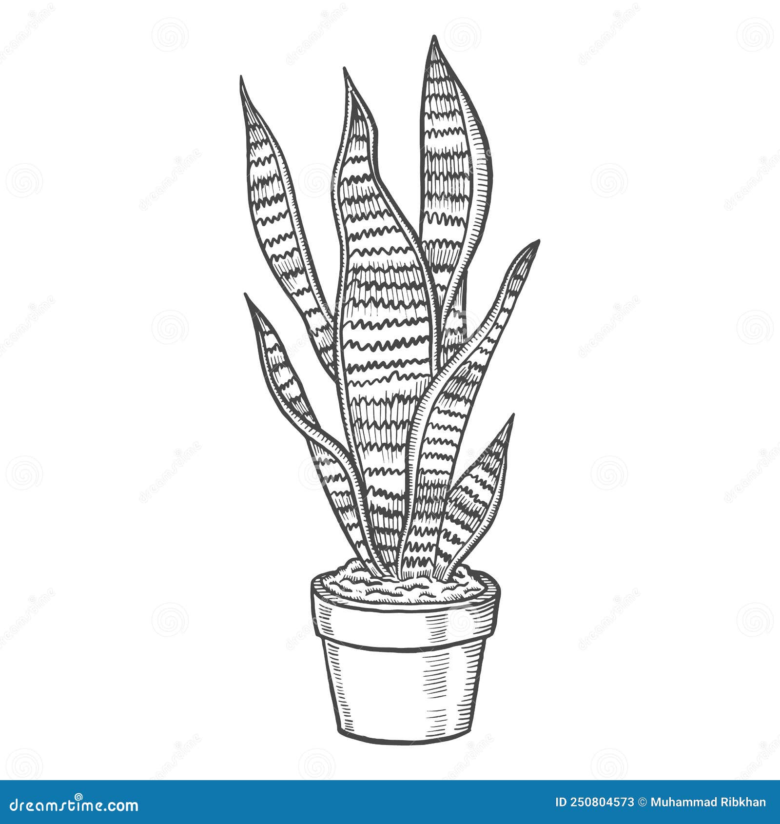 Sansevieria Tropical Leaf Plant Isolated Doodle Hand Drawn Sketch with