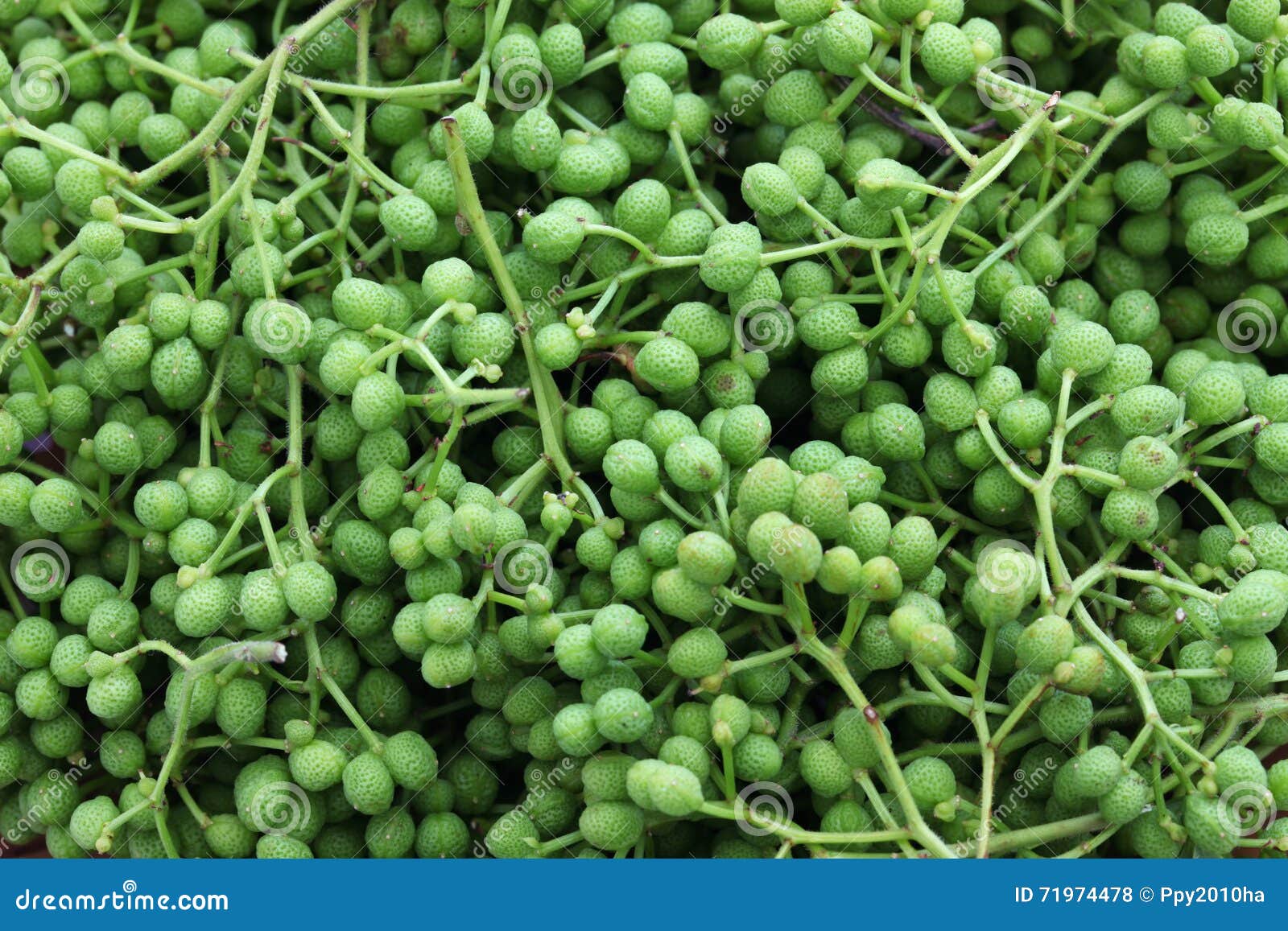 Sansho japanese pepper stock photo. Image of ingredient 71974478