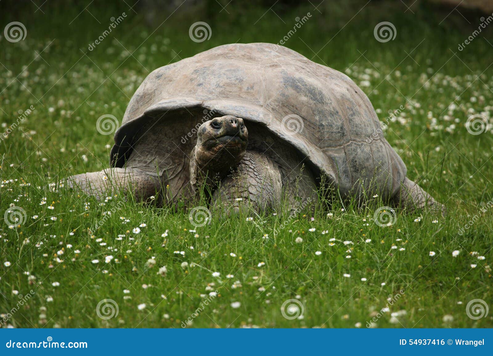 santa cruz galapagos giant tortoise (chelonoidis nigra porteri)