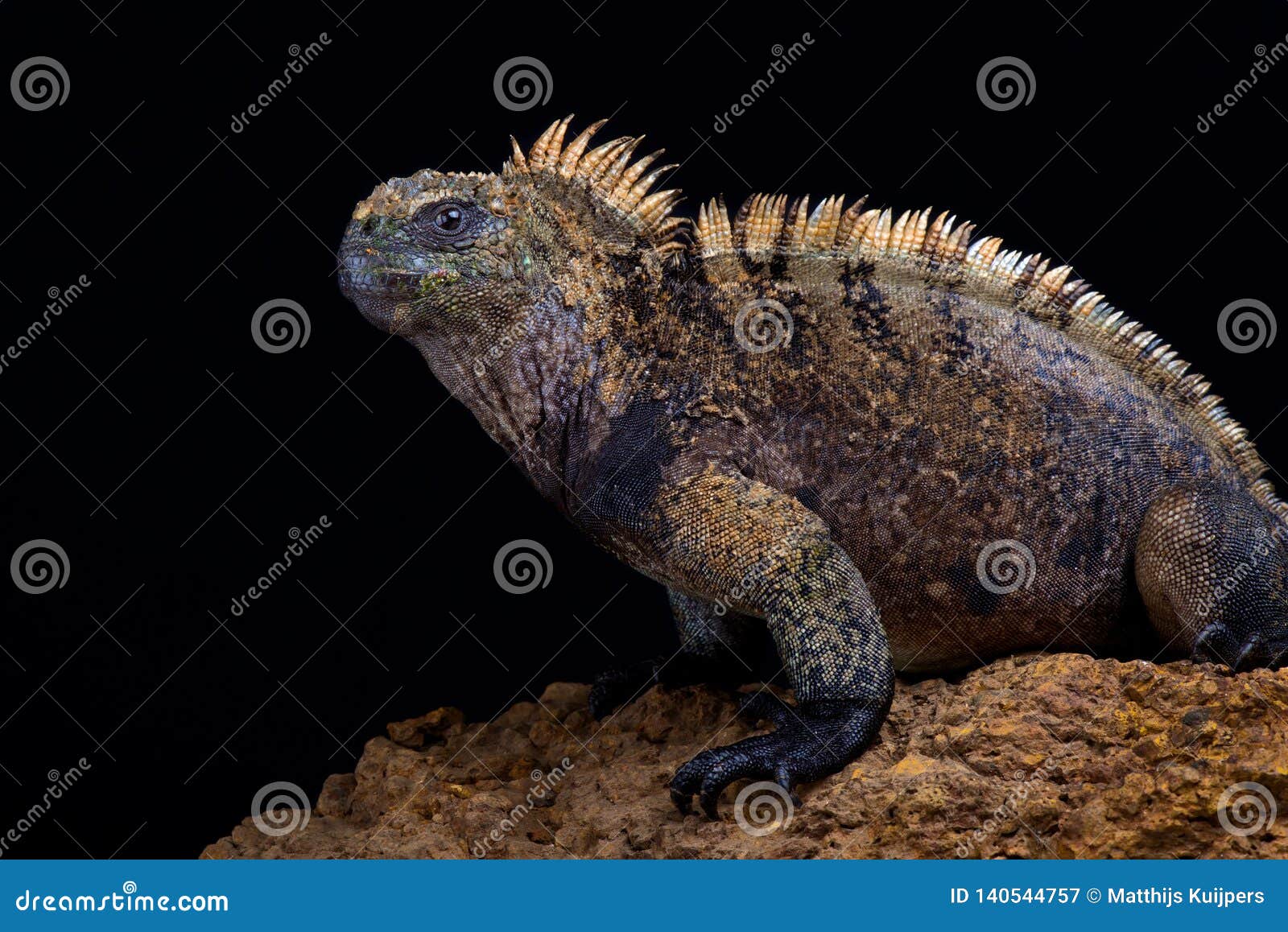 marine iguana amblyrhynchus cristatus hassi