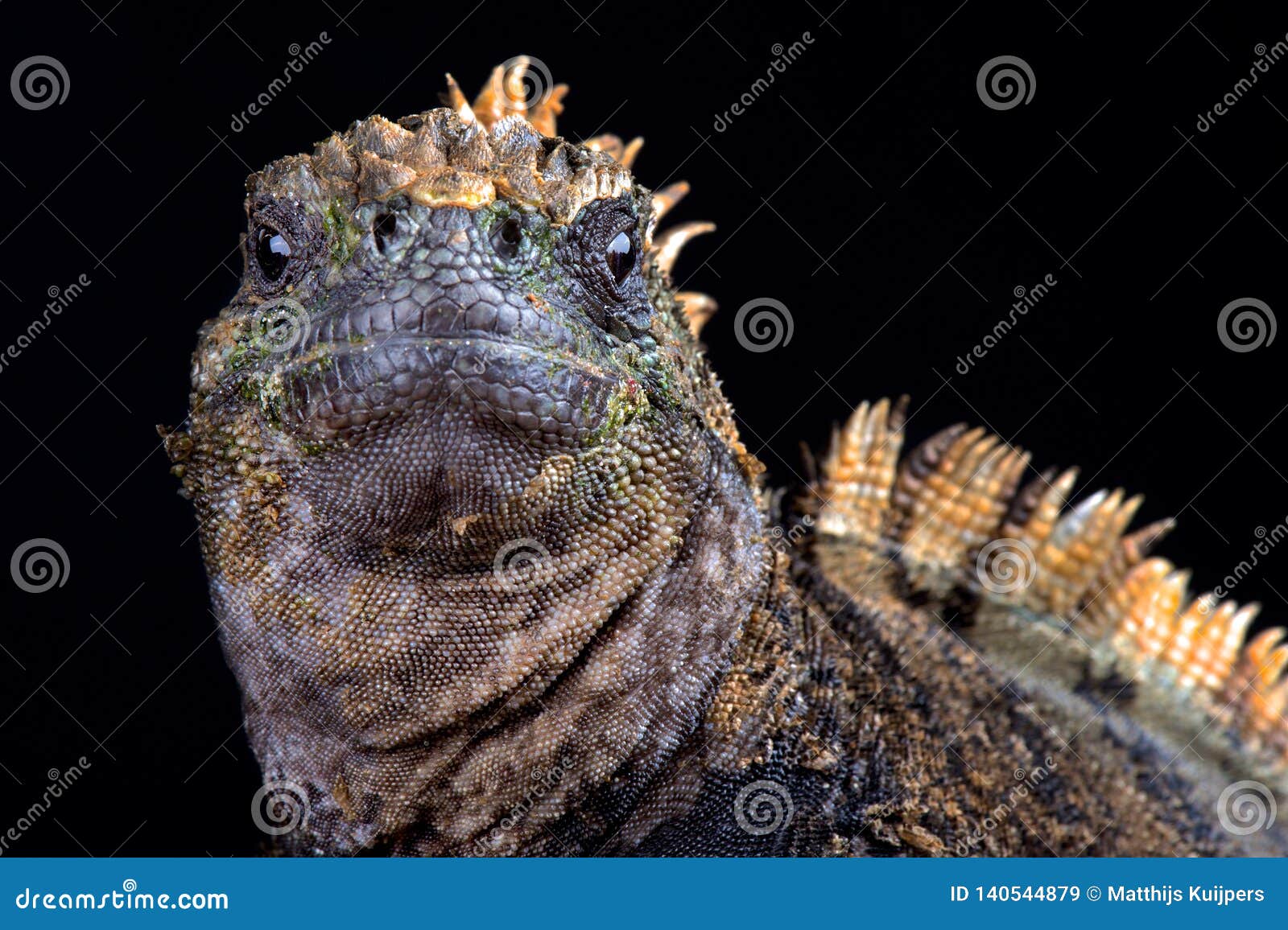 marine iguana amblyrhynchus cristatus hassi