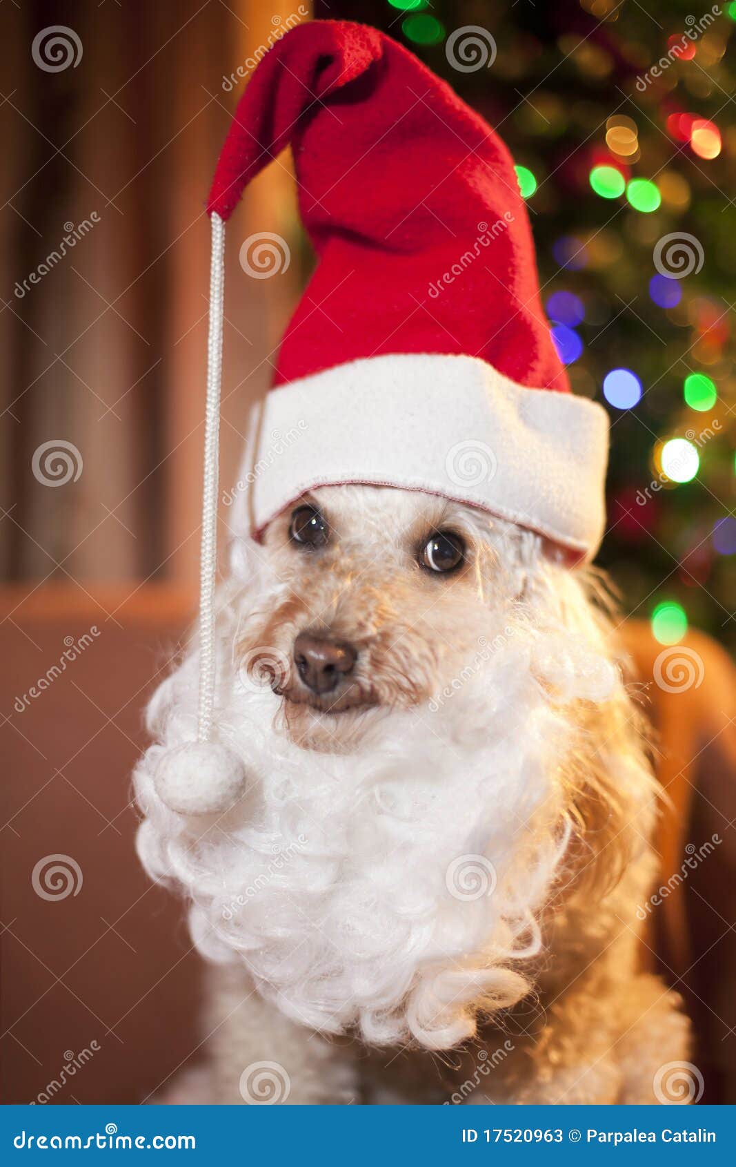 Santa dog stock image. Image of santa, pudle, cute, xmas 17520963
