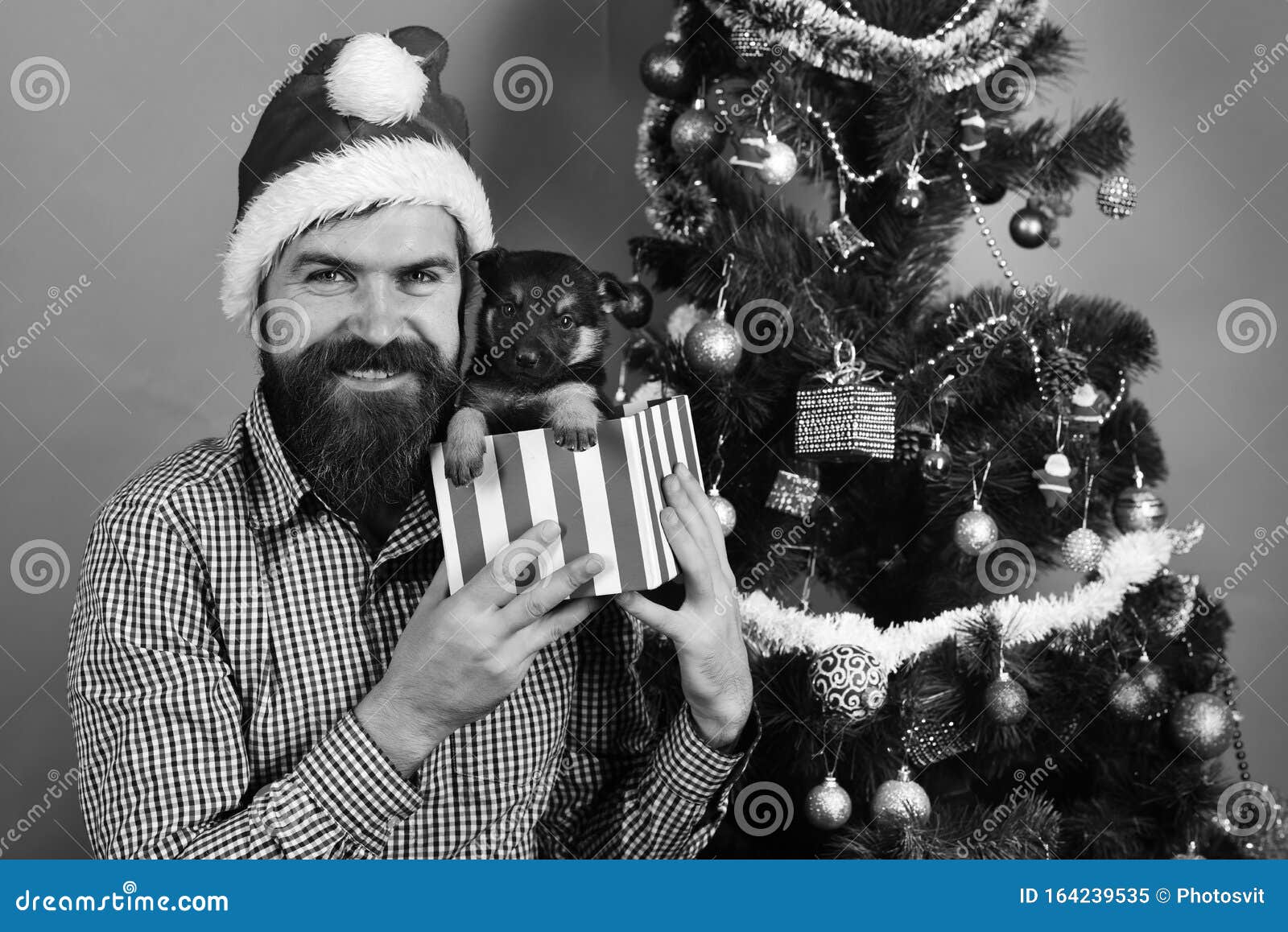 Santa Holds Little Dog Near Christmas Tree. Xmas Holiday Stock Image