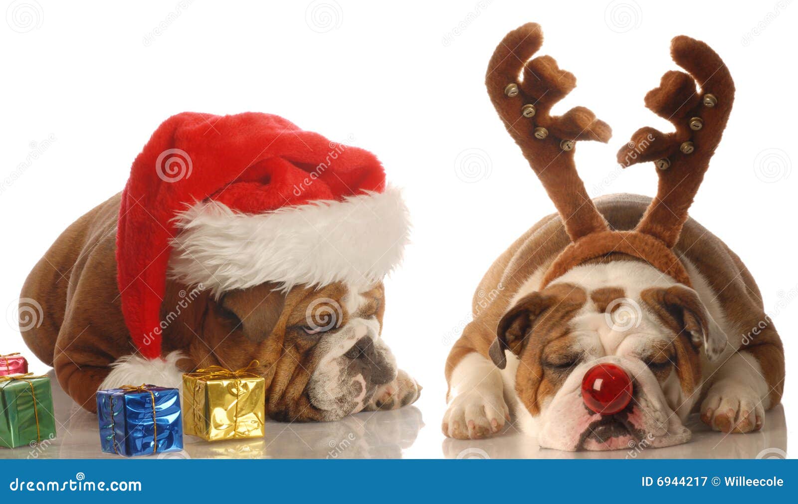 Santa And Rudolph Dogs Royalty Free Stock Photography 