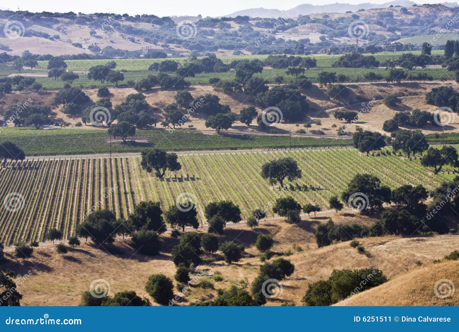 Santa Ynez Valley Vineyards Stock Image Image of trees, california