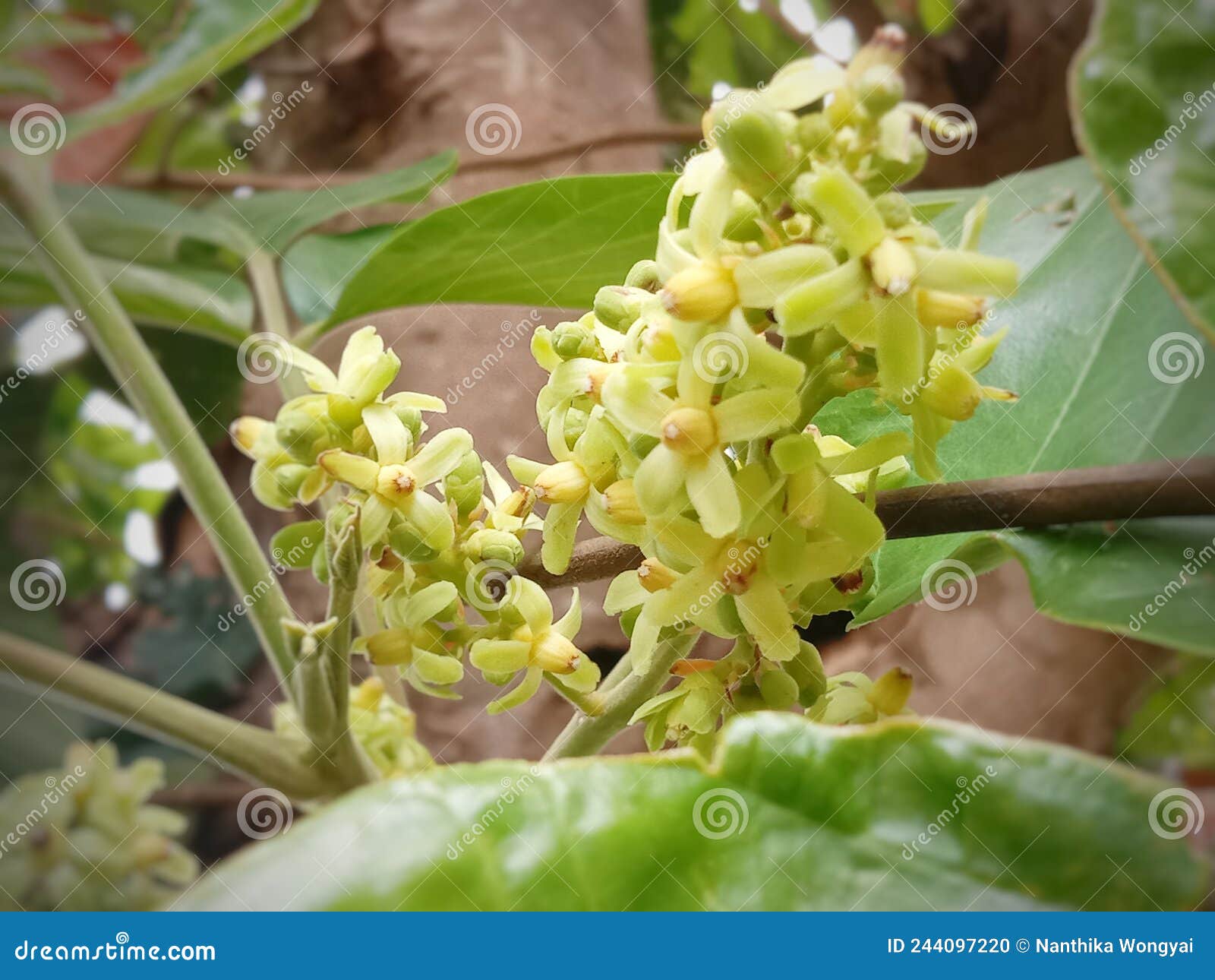 Santal Flower that Will Fruit Stock Photo Image of food