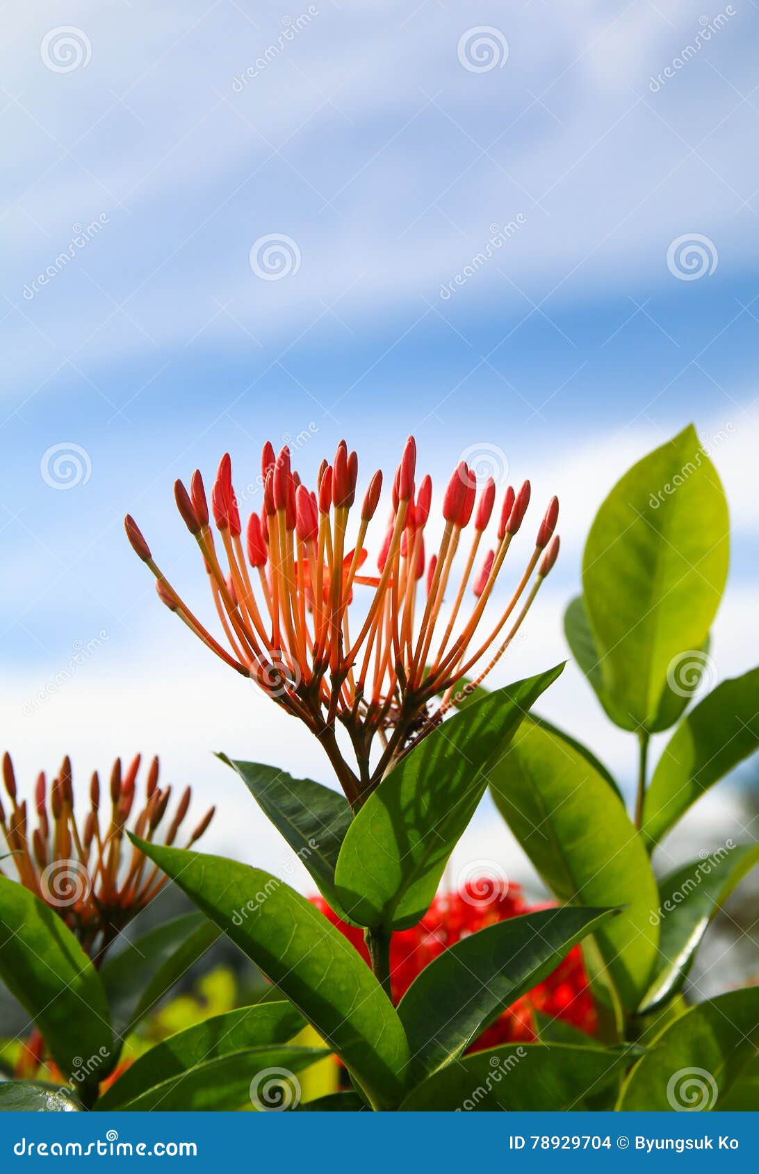Santan flower stock photo. Image of beautiful, green 78929704