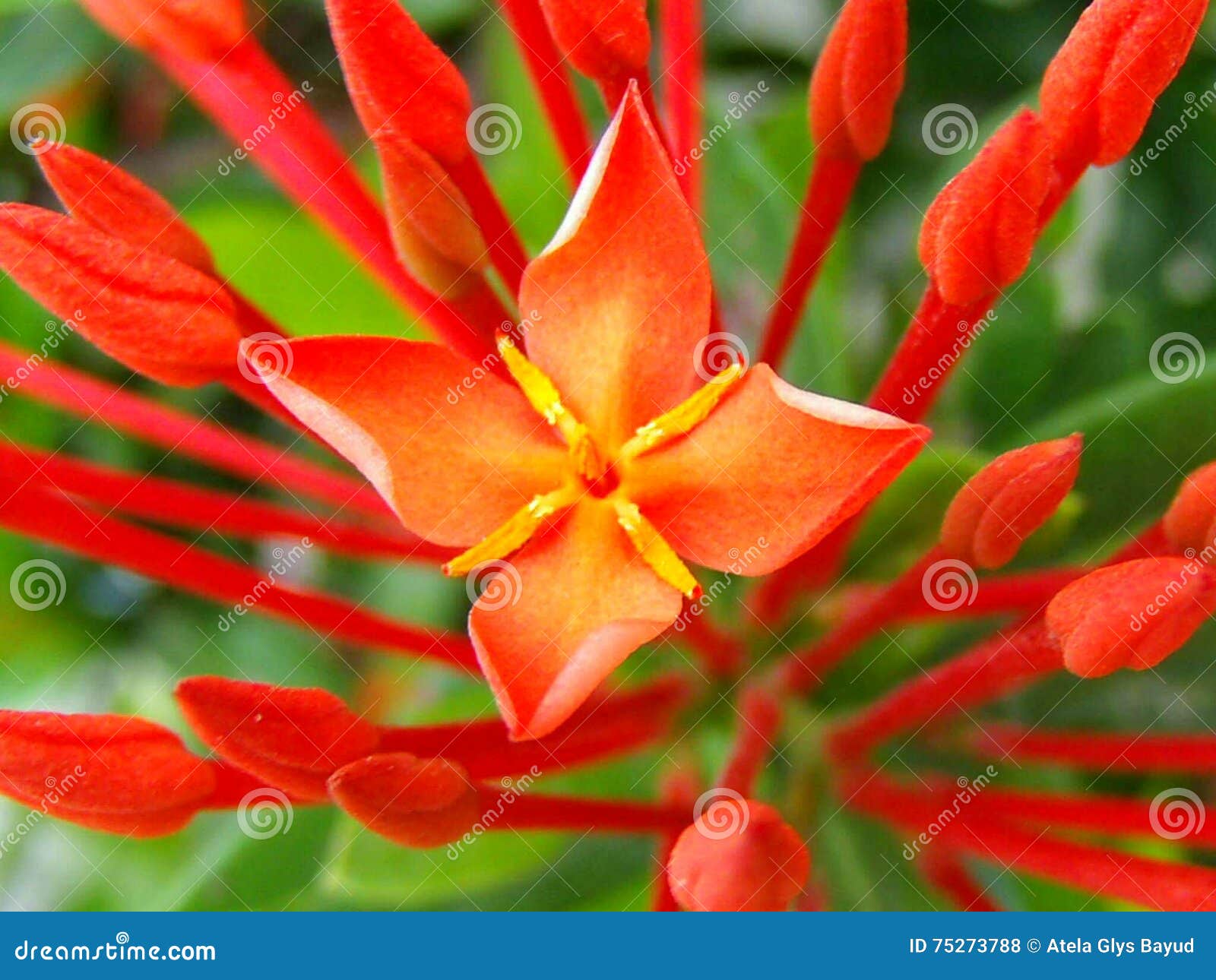 Santan editorial stock photo. Image of flower, santan 75273788