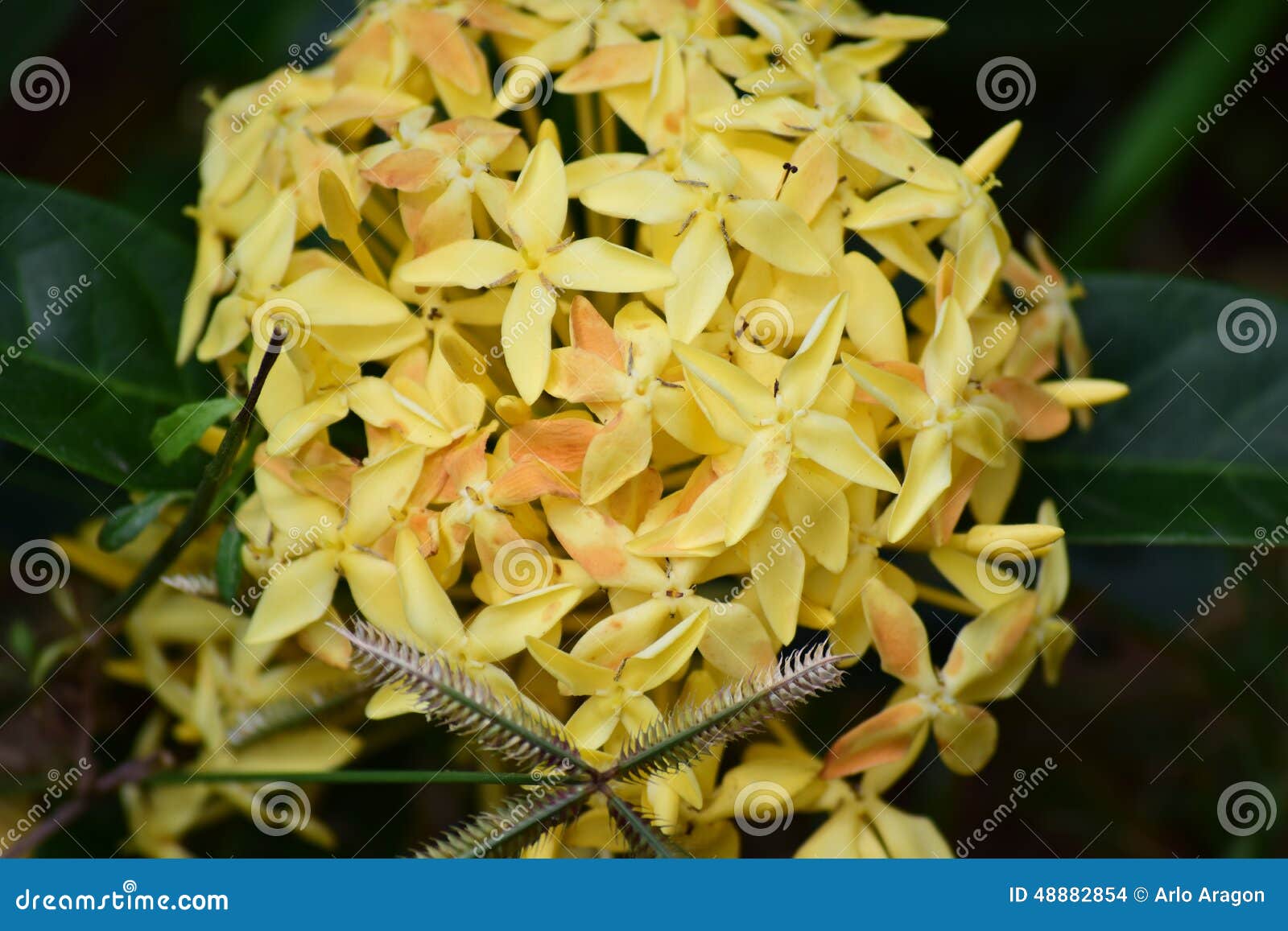 Santan flower stock photo. Image of floral, flowers, ixora 48882854