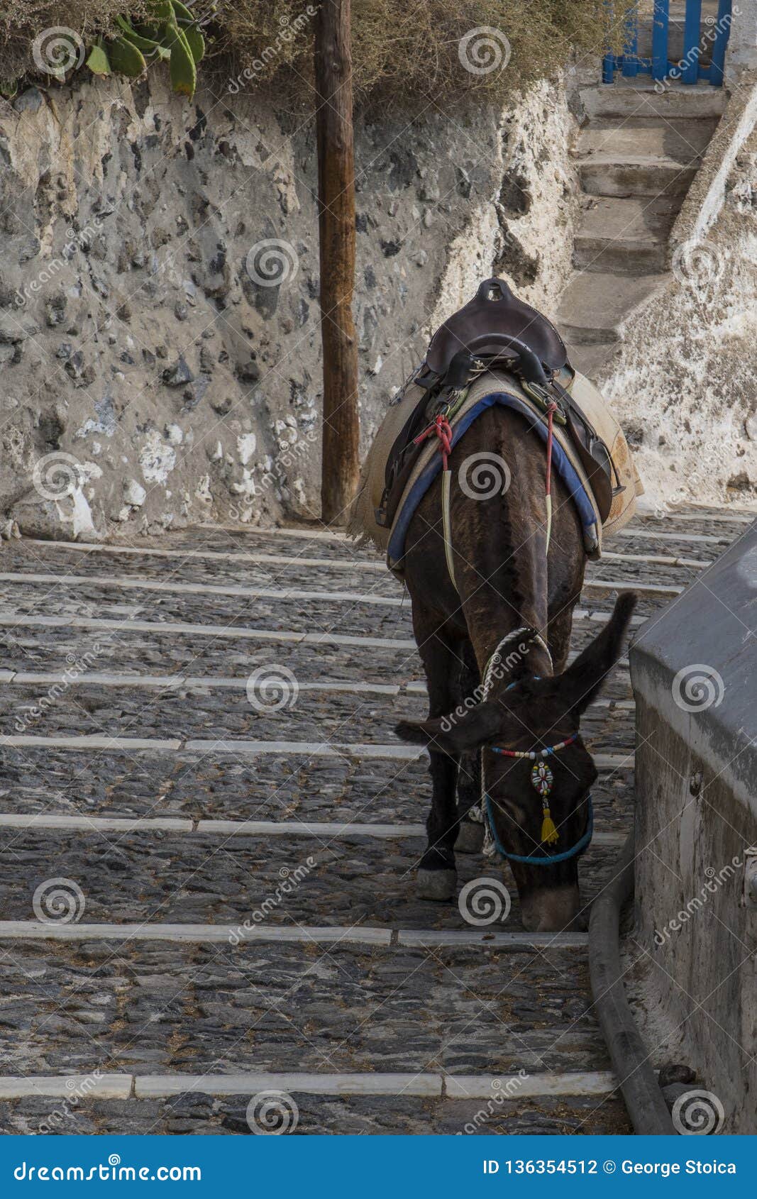 santorini greece - sea, rock and vulcano and donkey