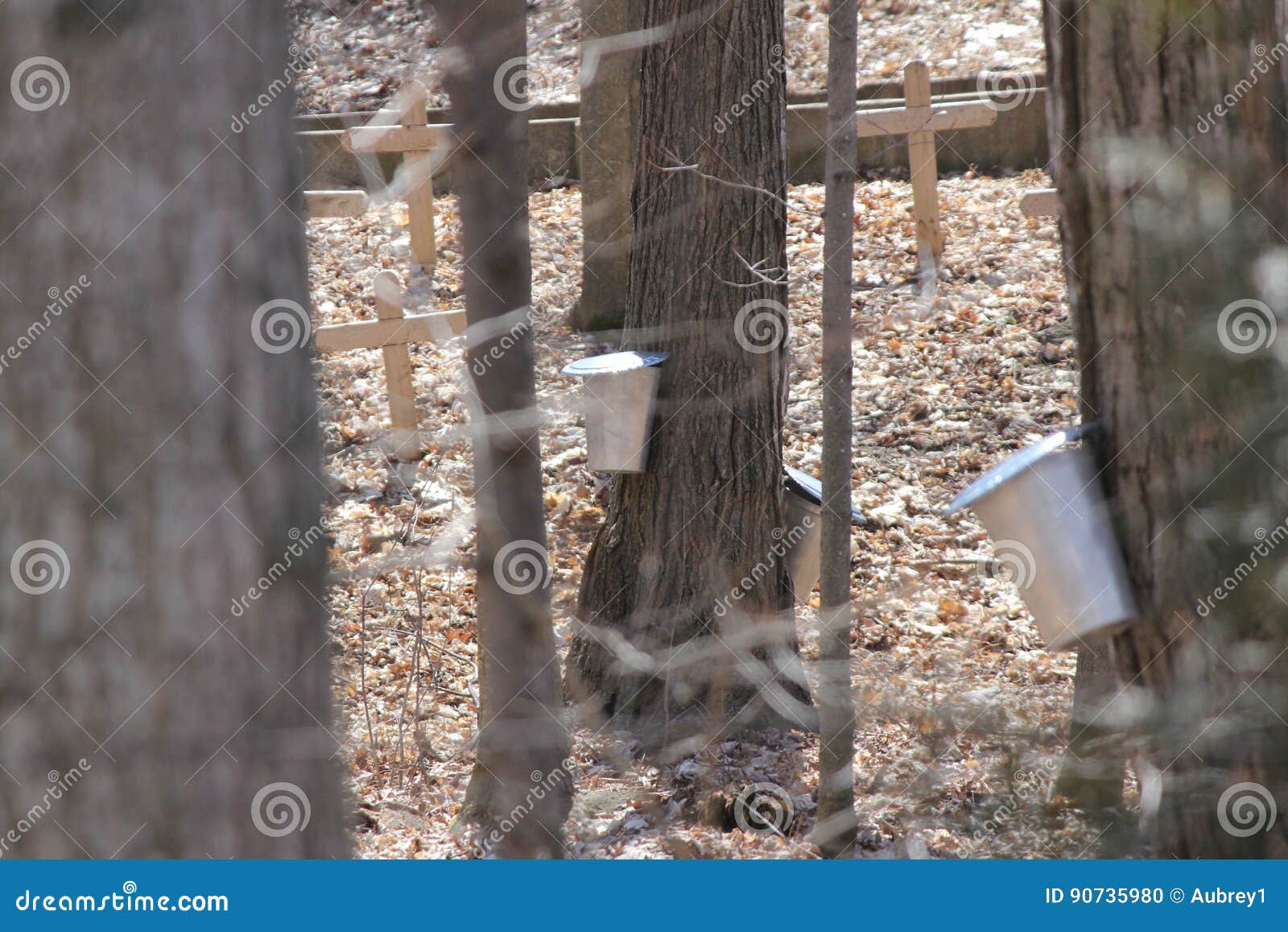 sap collection pails on maple trees