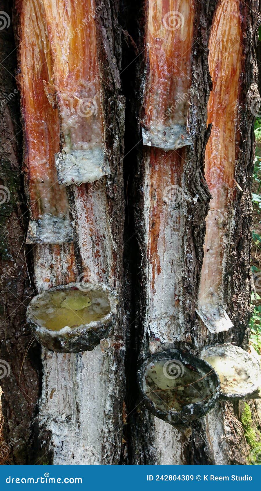 Details of Tapping Pine Sap in the Forest in Three Containers Stock