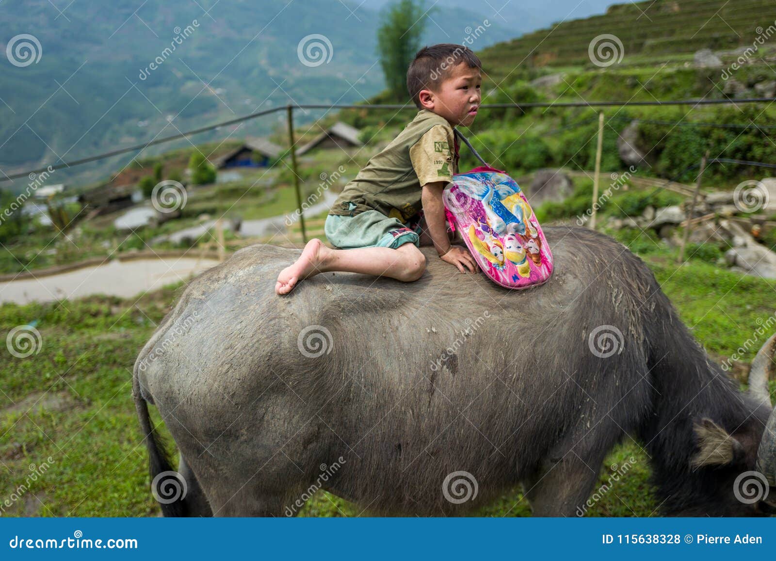 Vietnamese Children Riding Water Buffalo - Stock Editorial 