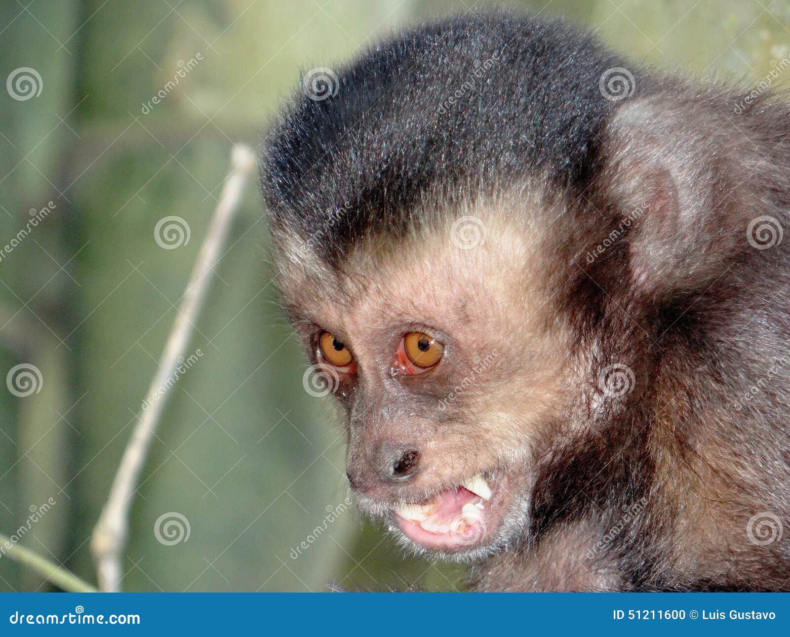 Macaco-prego / Capuchin monkey / PET 28278, Macaco-prego (S…