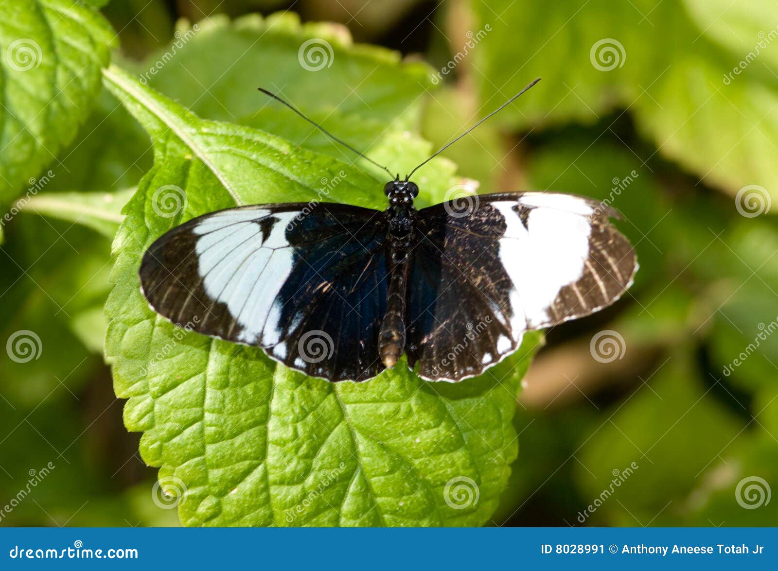 sapho longwing butterfly (heliconius sapho)