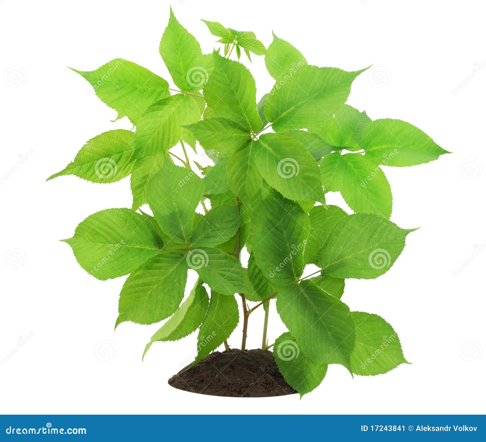 Sapling of a blackberry stock image. Image of gardening 17243841