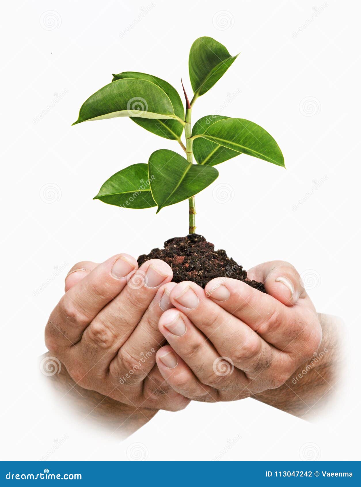 sapling in hands stock photo image of leaf plant nature 113047242 https www dreamstime com sapling hands as gift sapling hands image113047242