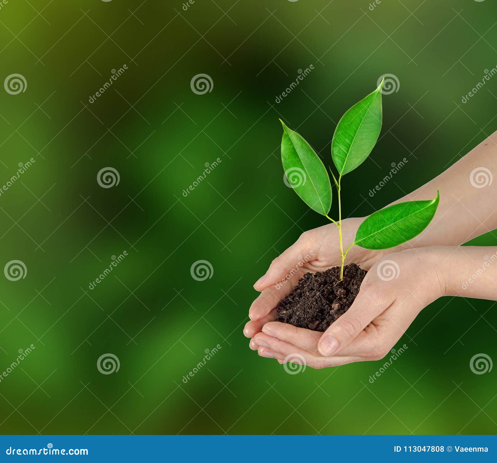 sapling in hands