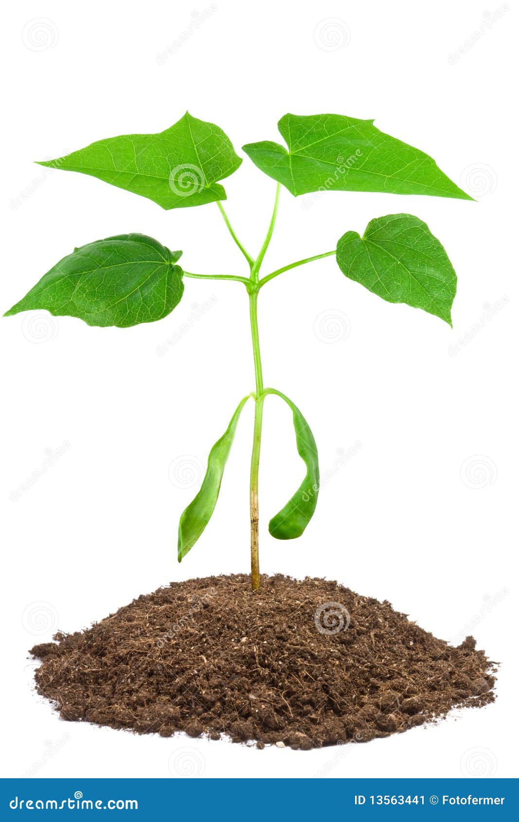 maple tree sapling maple tree sapling