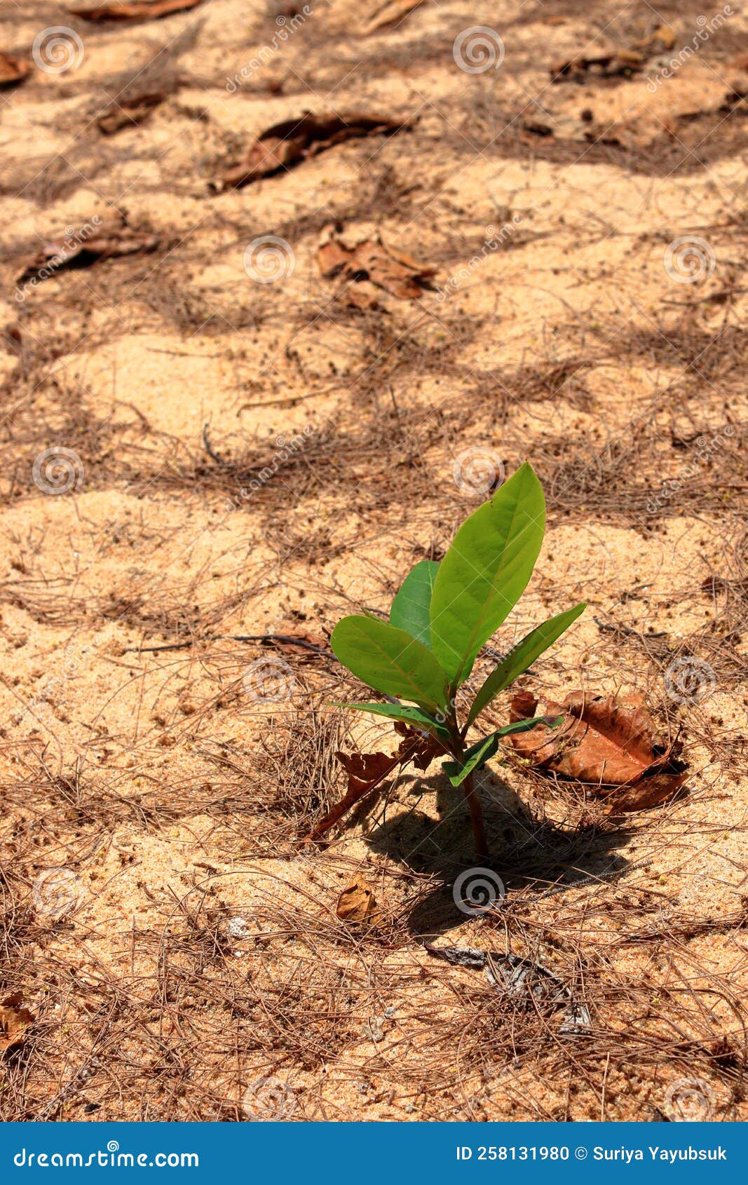 Sapling Tree or Small Tree Growing in Sand with Nature Sunrise, Tree in