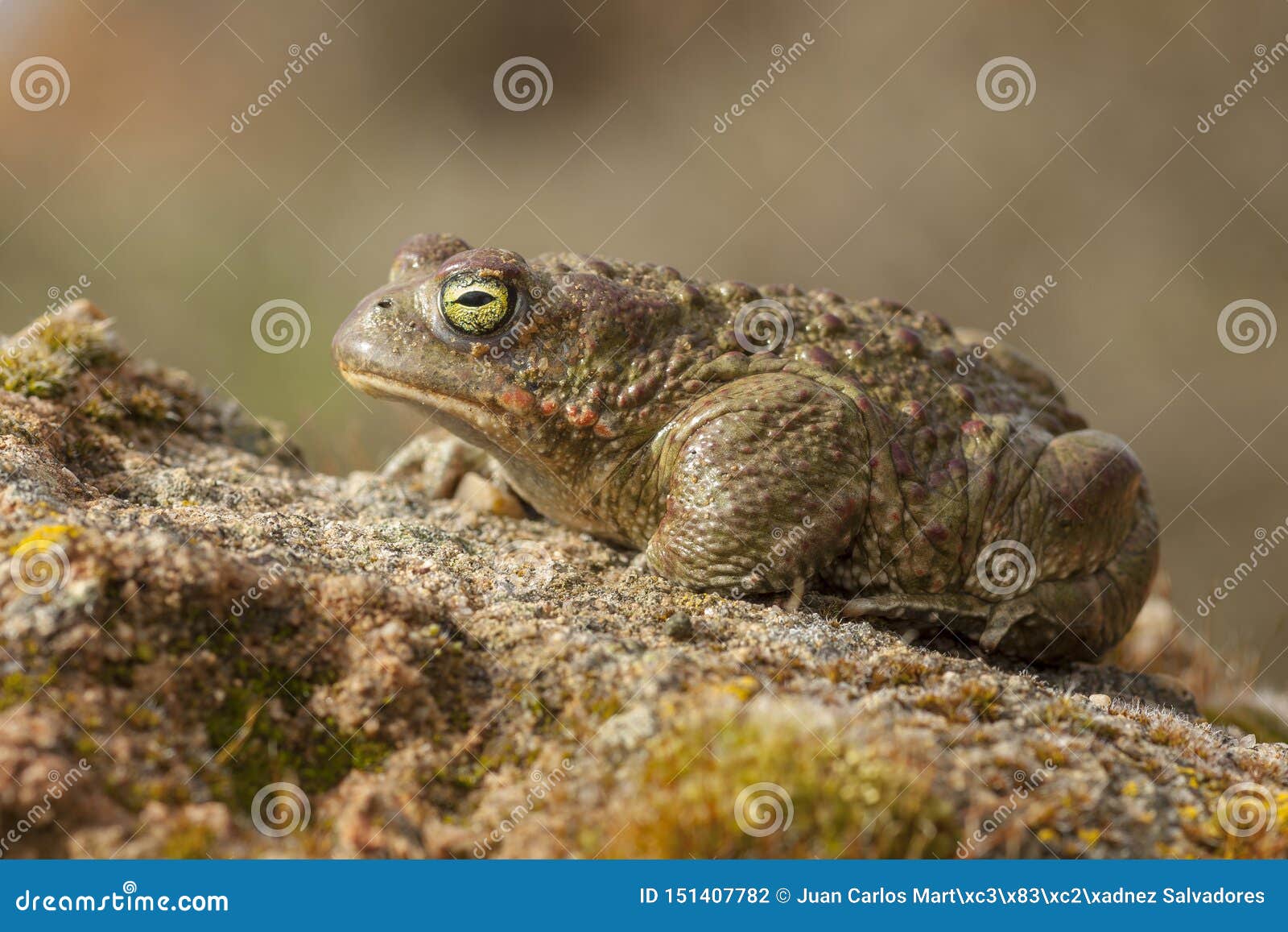 35/5000sapo de natterjack epidalea calamita