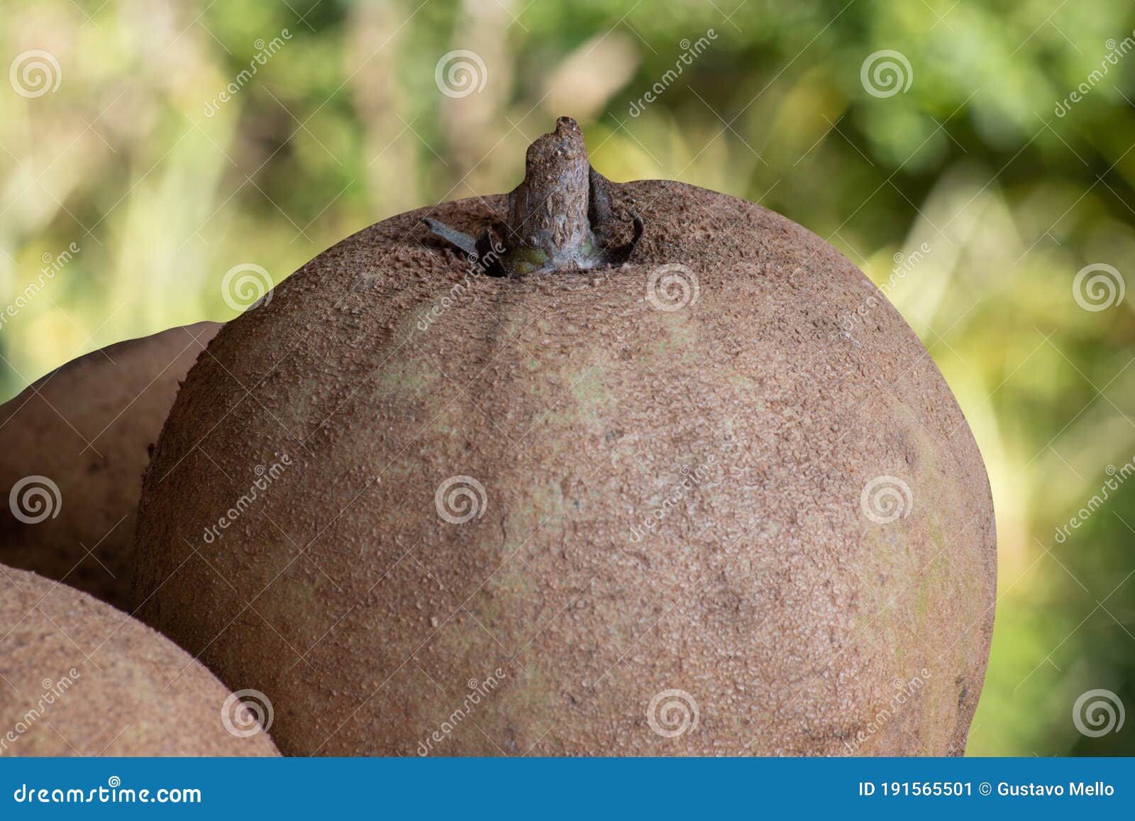 sapodilla fruit exposed with green background