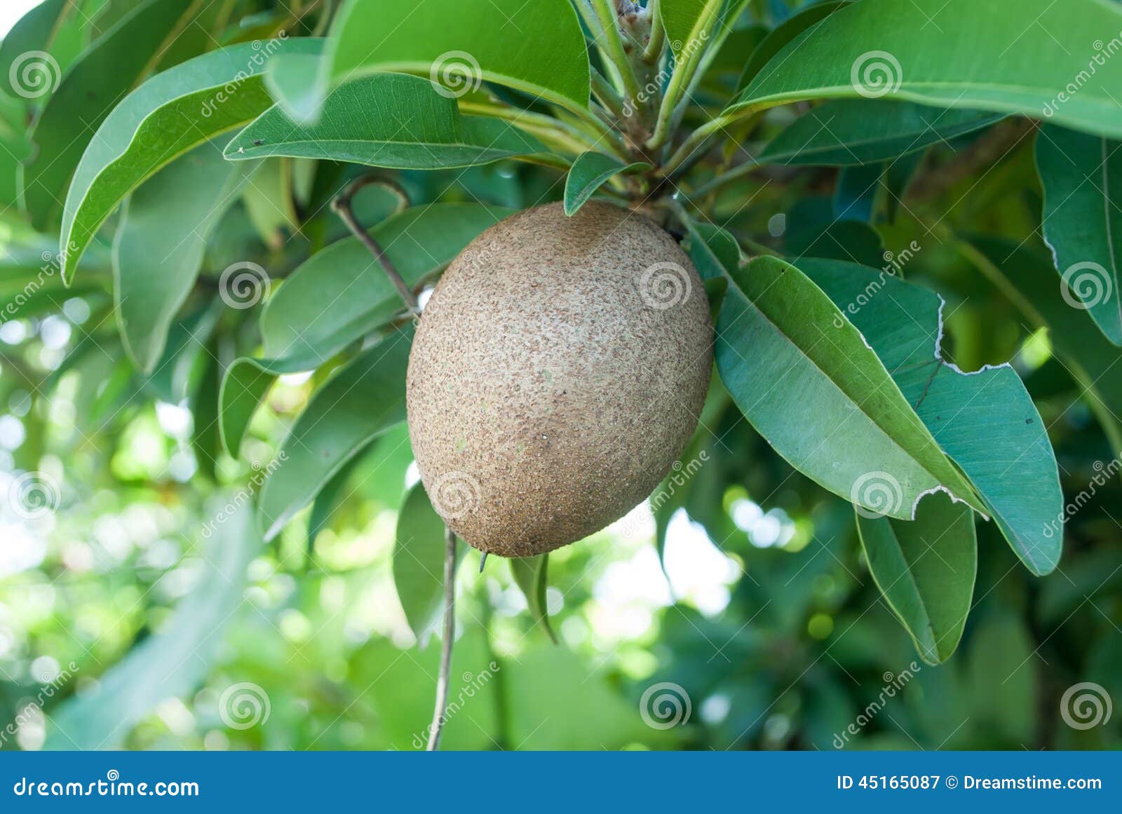 Sapodilla Fruit On The Tree Stock Image - Image of healthy, green: 45165087