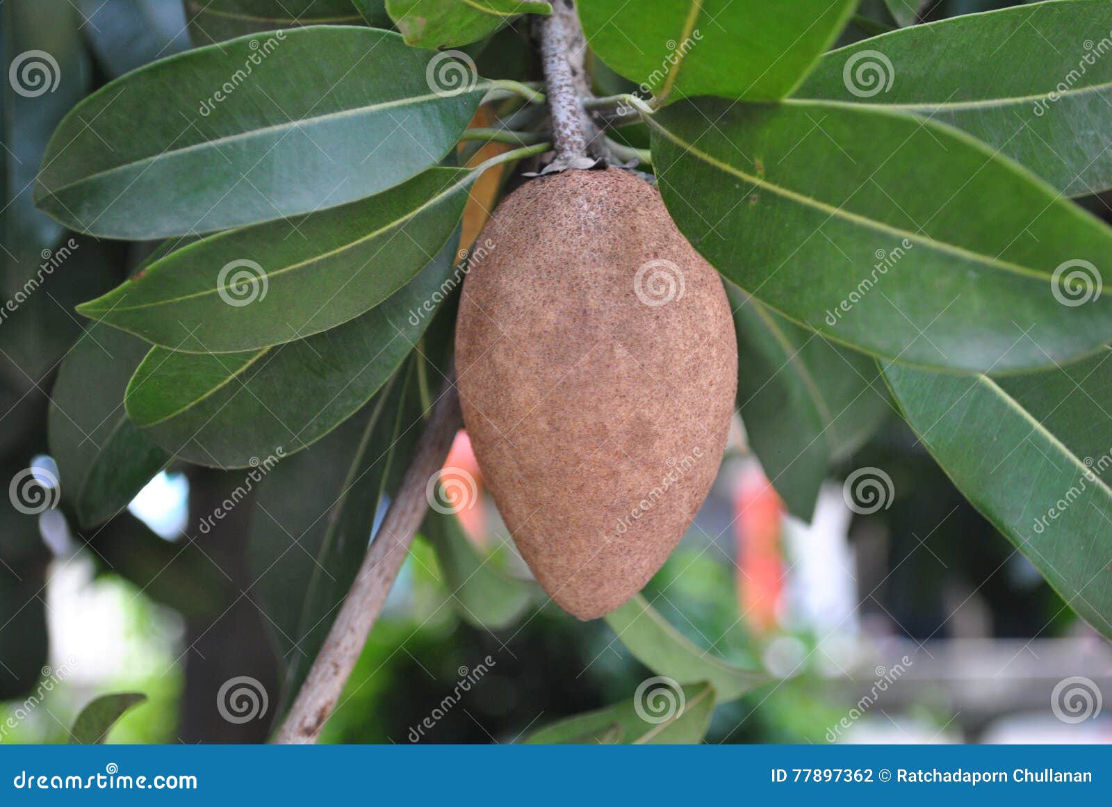 A Sapodilla Fruit On The Tree. Stock Photo - Image of nutritious, fresh