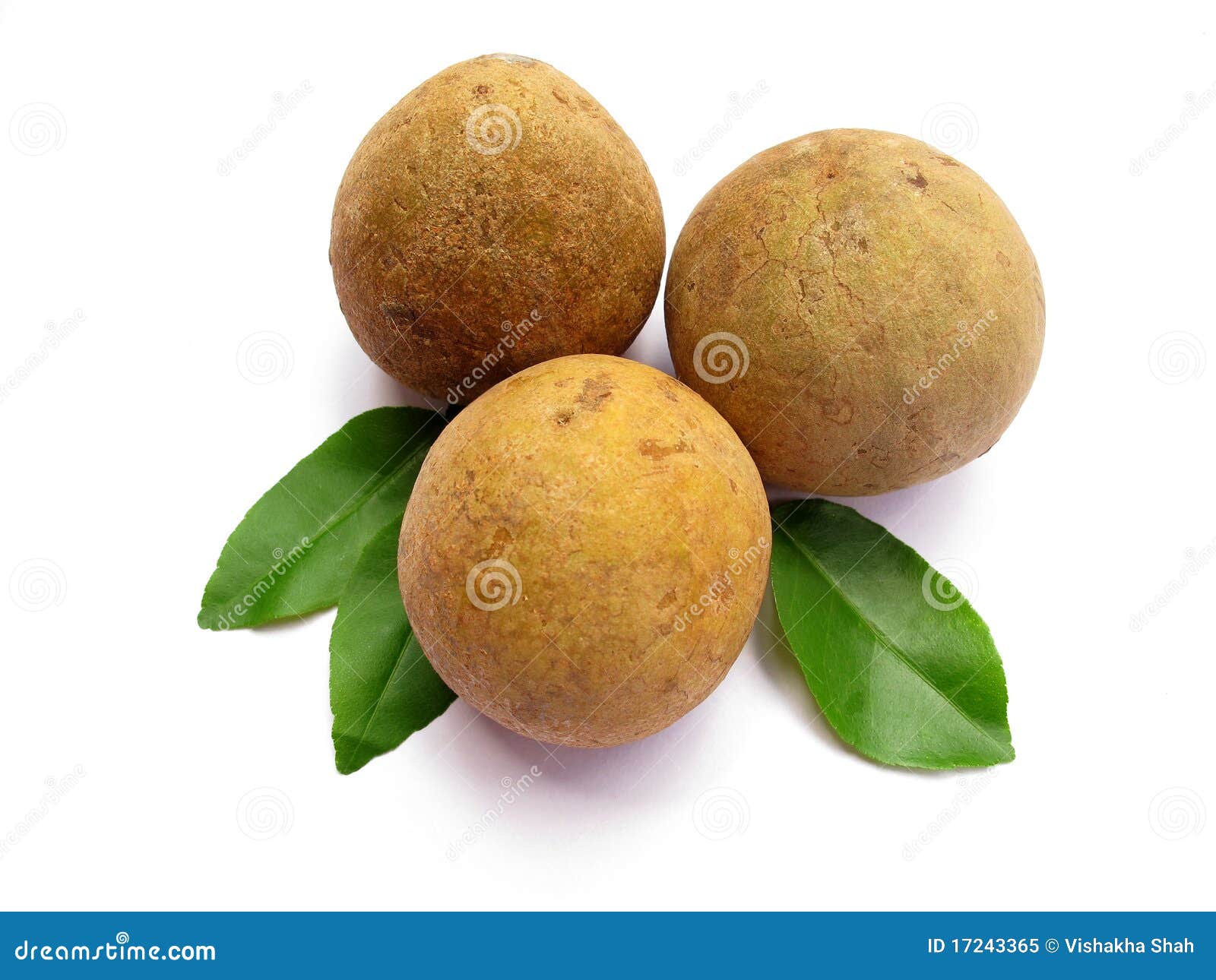 sapodilla-