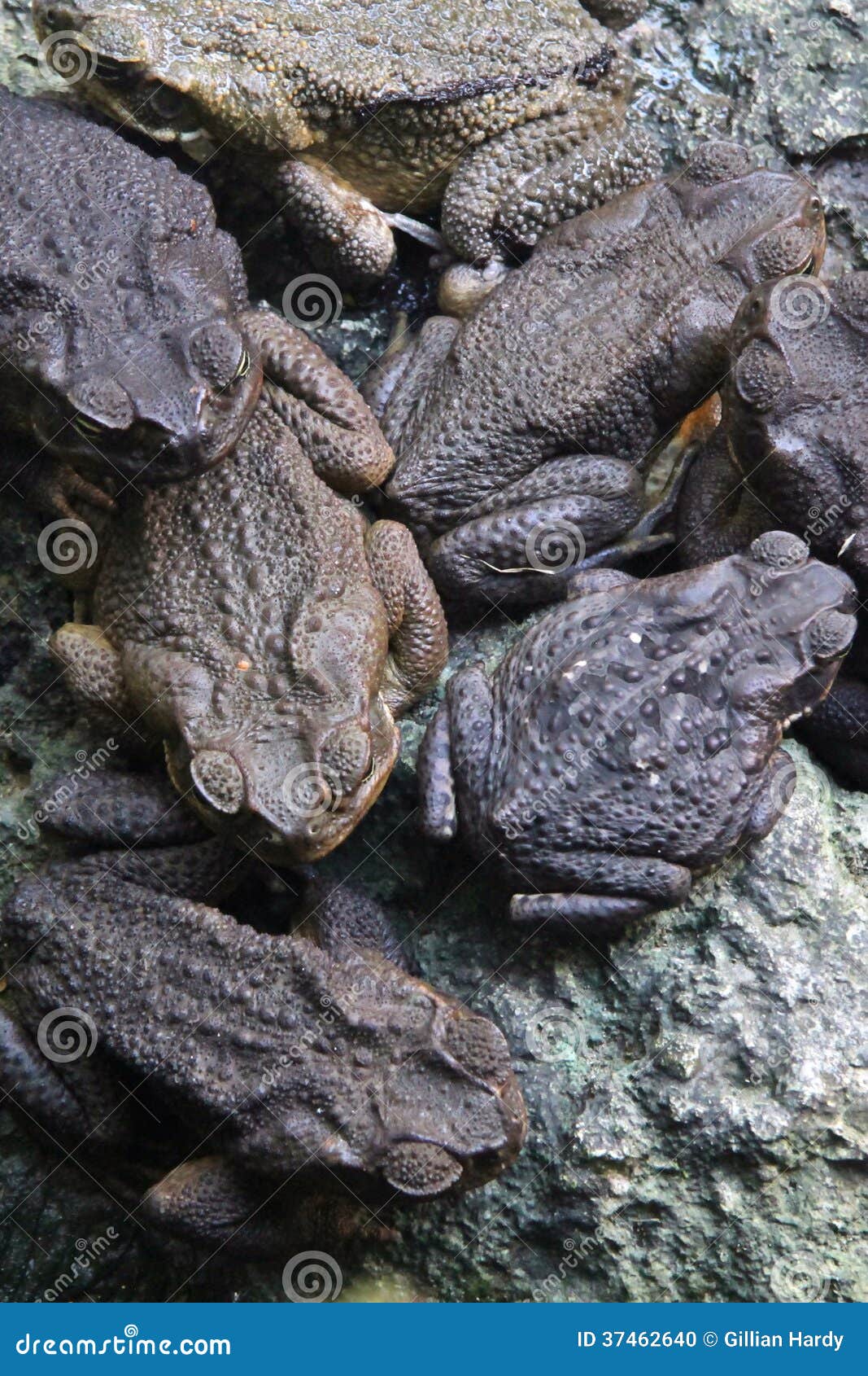 Group Of Toads 121
