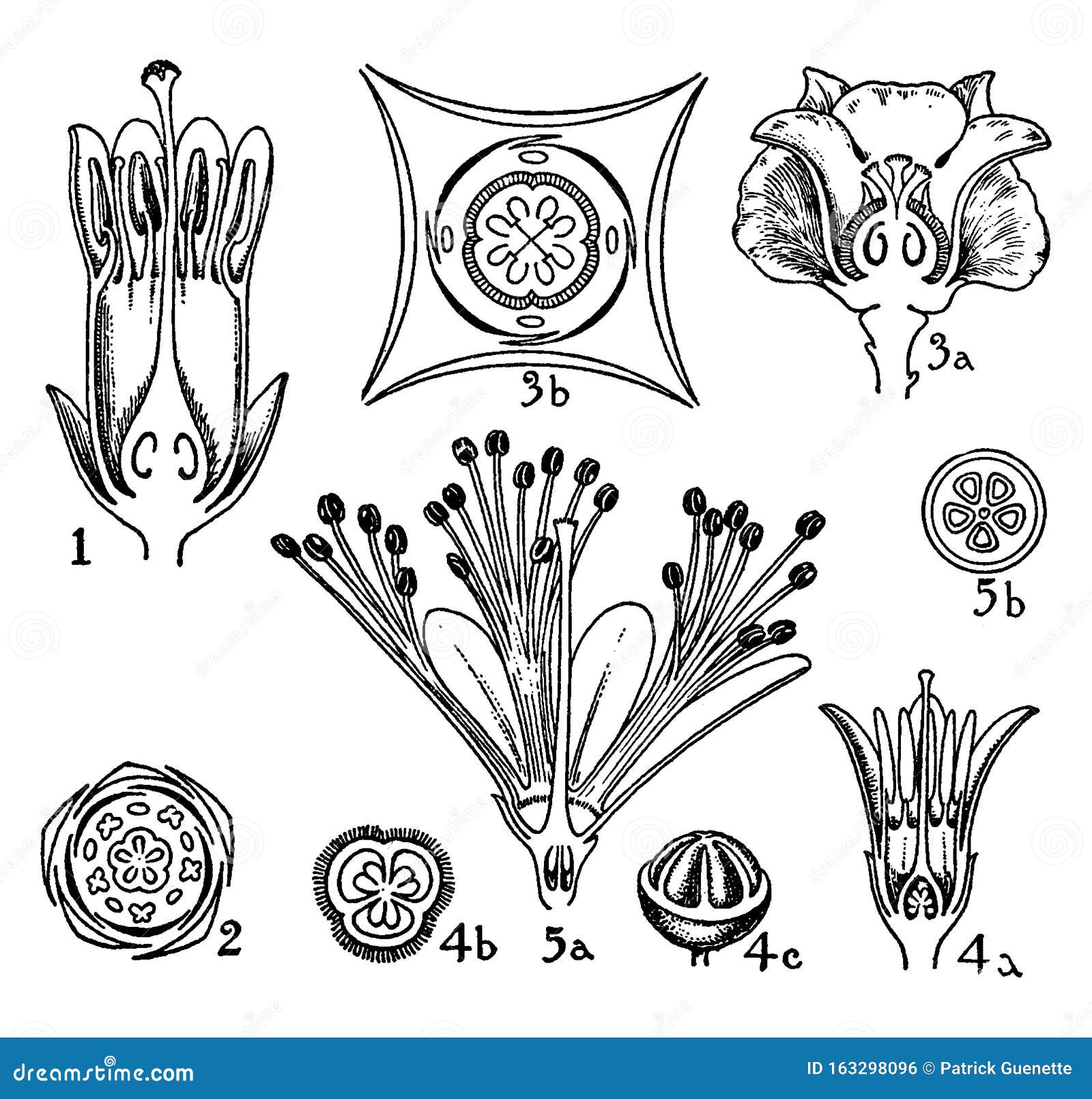 sapotaceae, ebenaceae, styracaceae, symplocaceae, flowering, plants, ericales vintage 