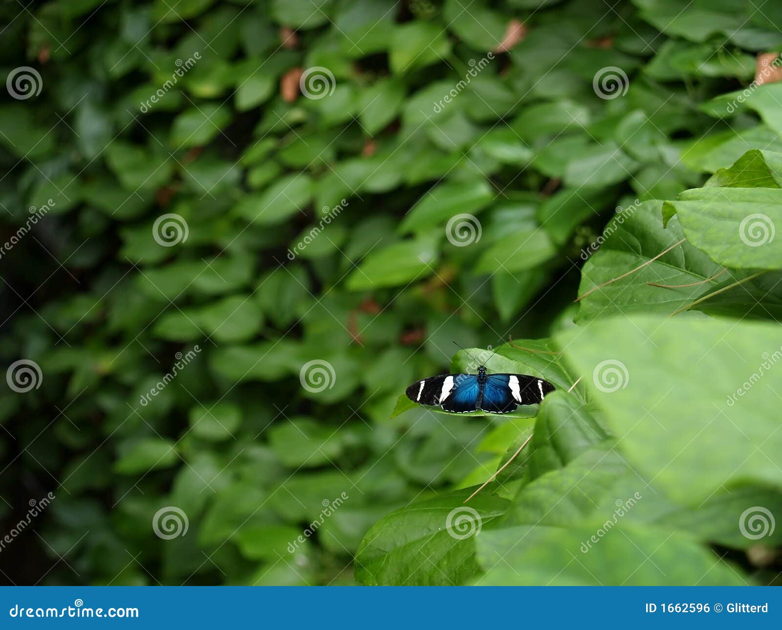 sara longwing (heliconius sara) butterfly