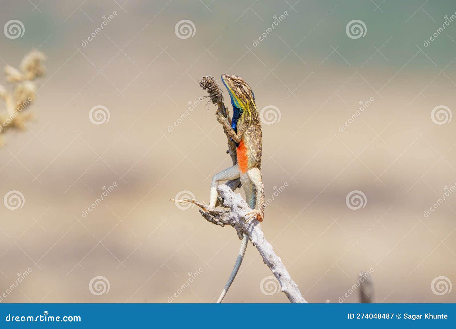 sarada superba, the superb large fan-throated lizard on stick , chalakewadi maharashtra india & x28;2