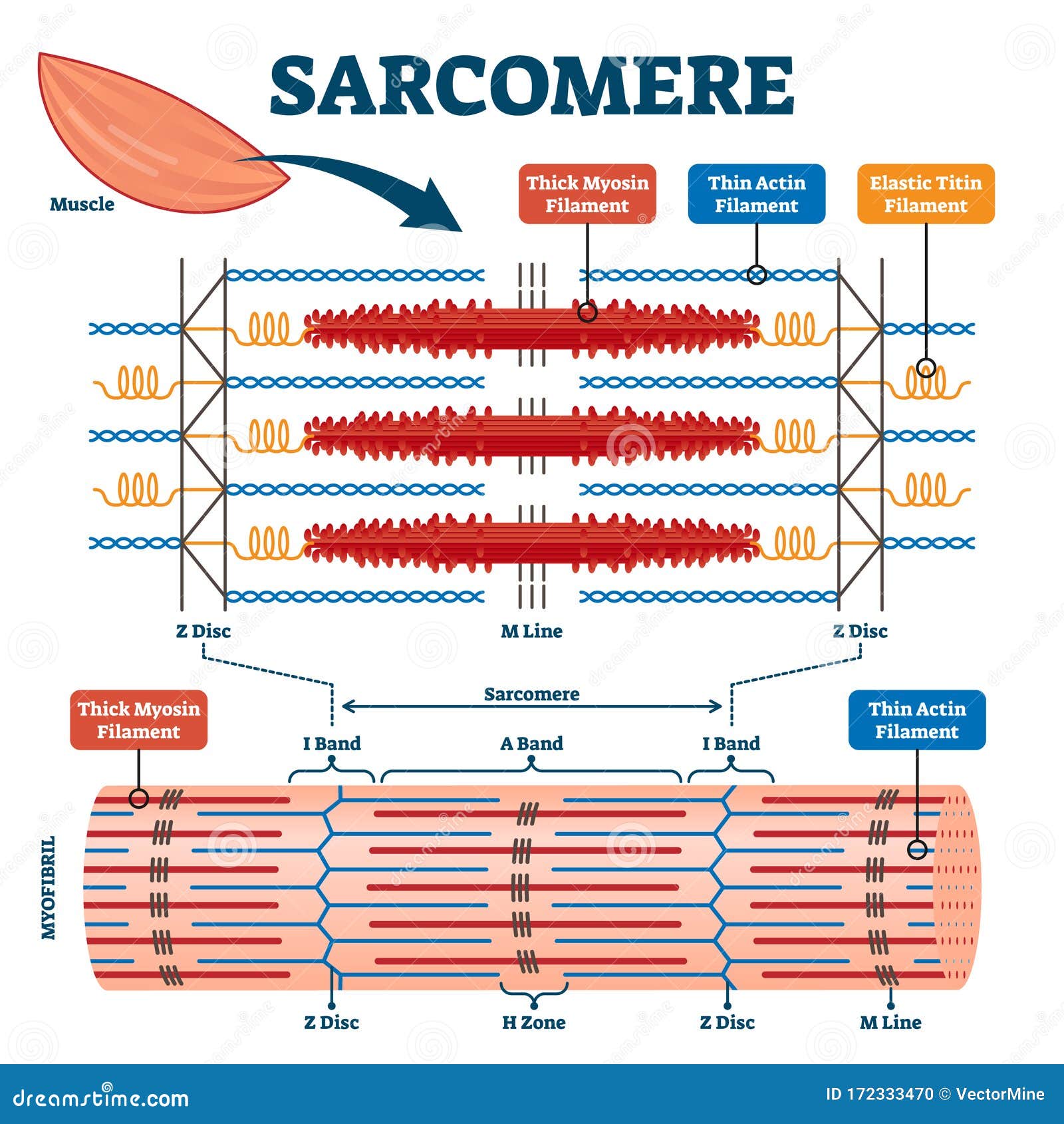 sarcomere muscular biology scheme  
