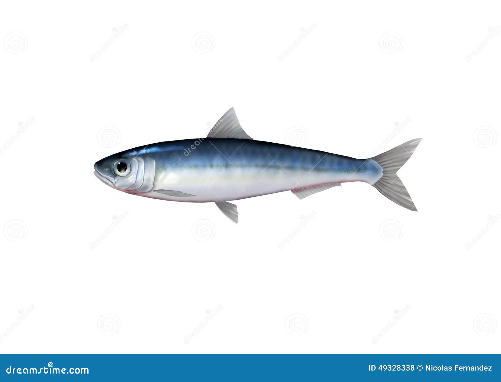 Sardine stock illustration. Illustration of fishery, silver 49328338