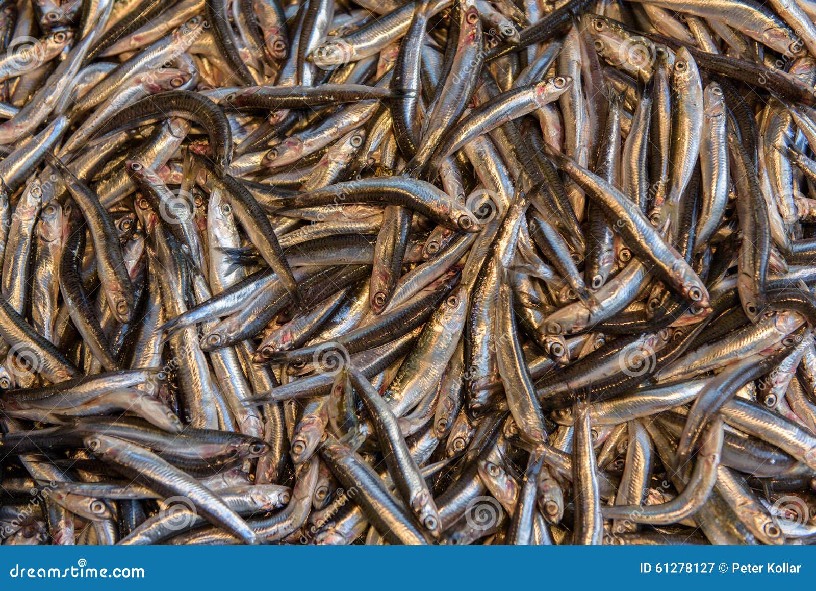 Sardine Fish on Market stock image. Image of fishes, seafood 61278127